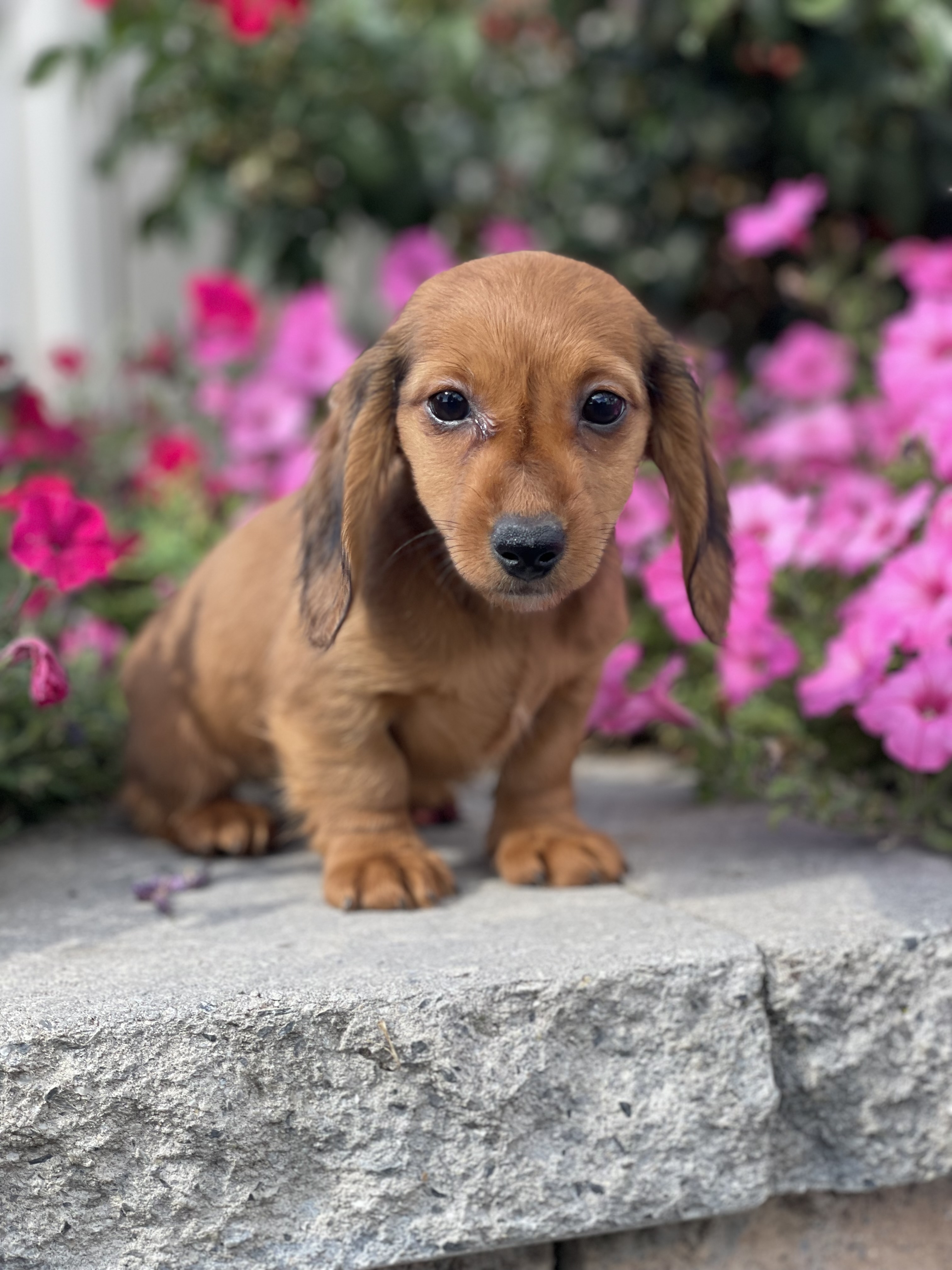 puppy, for, sale, Dachshund, Curtis  Martin, dog, breeder, Seneca Falls, NY, dog-breeder, puppy-for-sale, forsale, nearby, find, puppyfind, locator, puppylocator, aca