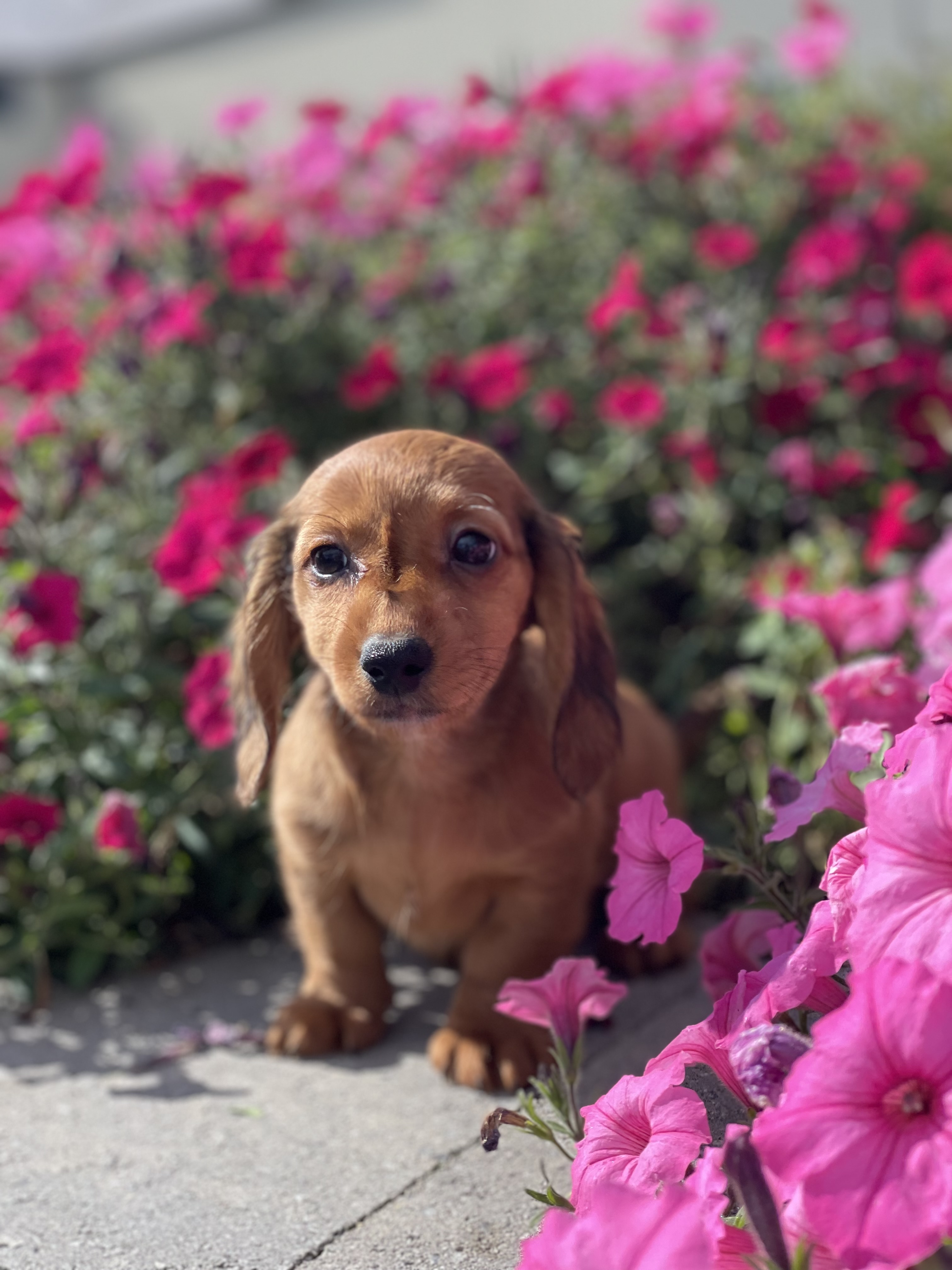 puppy, for, sale, Dachshund, Curtis  Martin, dog, breeder, Seneca Falls, NY, dog-breeder, puppy-for-sale, forsale, nearby, find, puppyfind, locator, puppylocator, aca