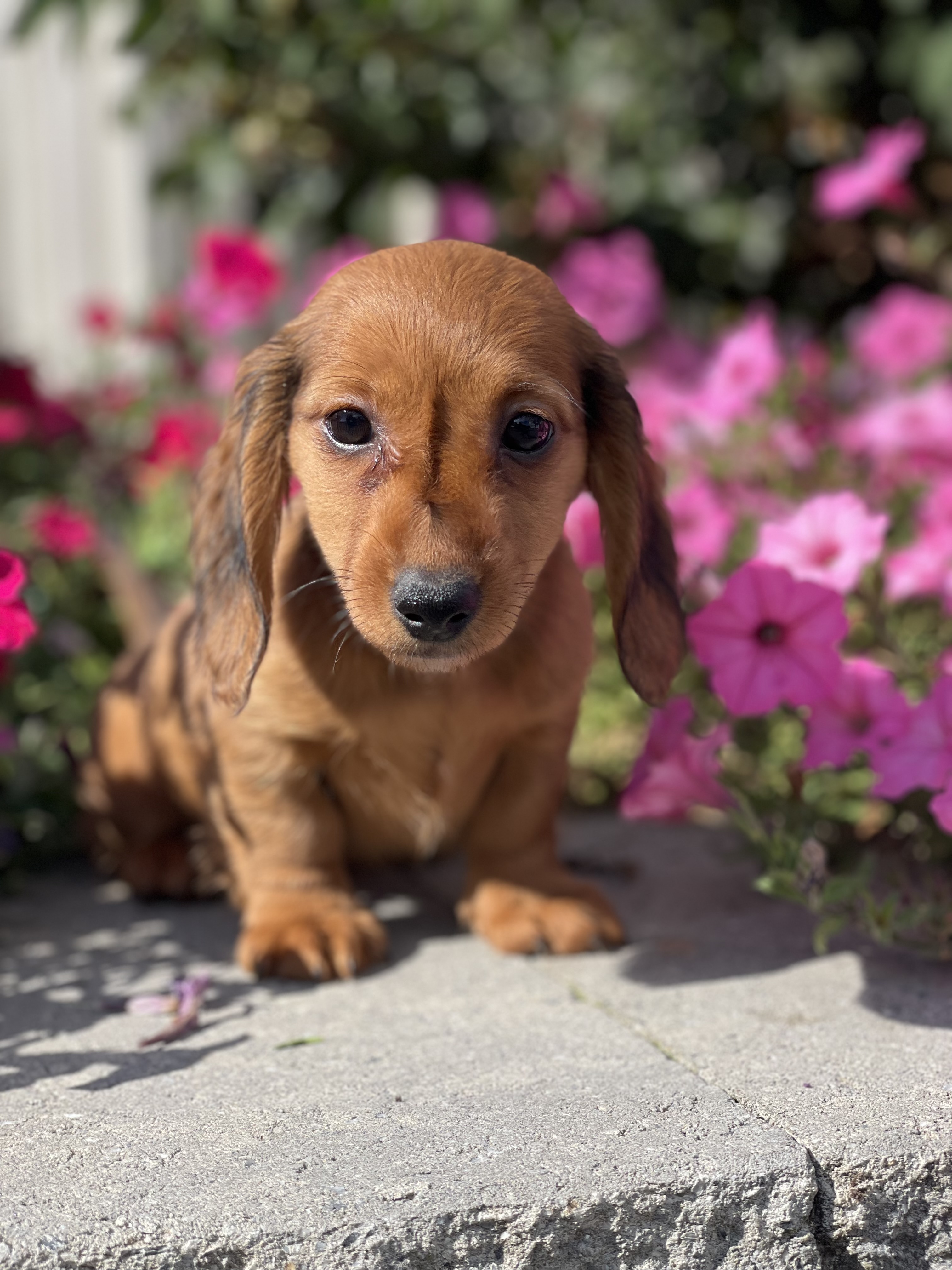 puppy, for, sale, Dachshund, Curtis  Martin, dog, breeder, Seneca Falls, NY, dog-breeder, puppy-for-sale, forsale, nearby, find, puppyfind, locator, puppylocator, aca