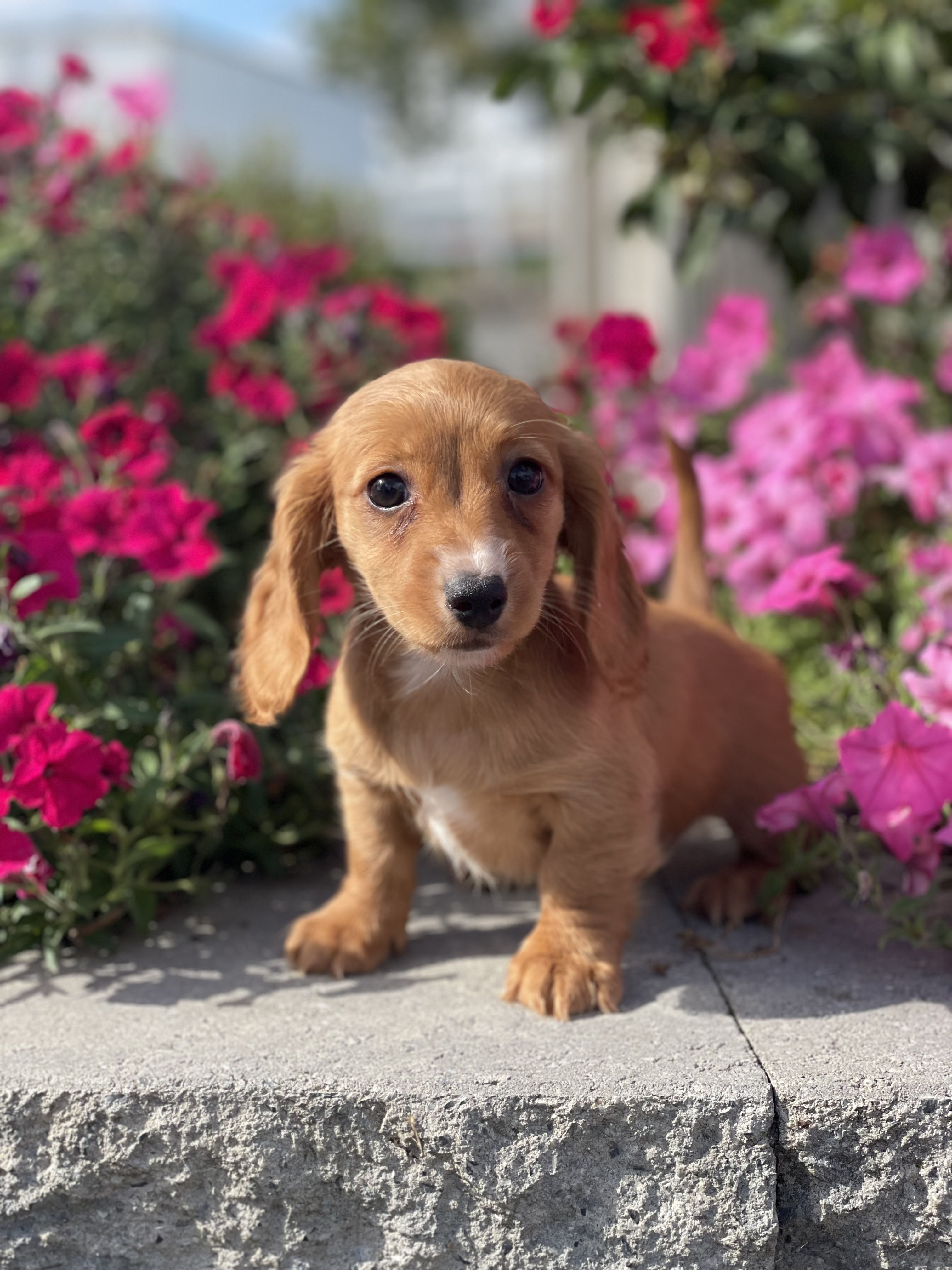 puppy, for, sale, Dachshund, Curtis  Martin, dog, breeder, Seneca Falls, NY, dog-breeder, puppy-for-sale, forsale, nearby, find, puppyfind, locator, puppylocator, aca