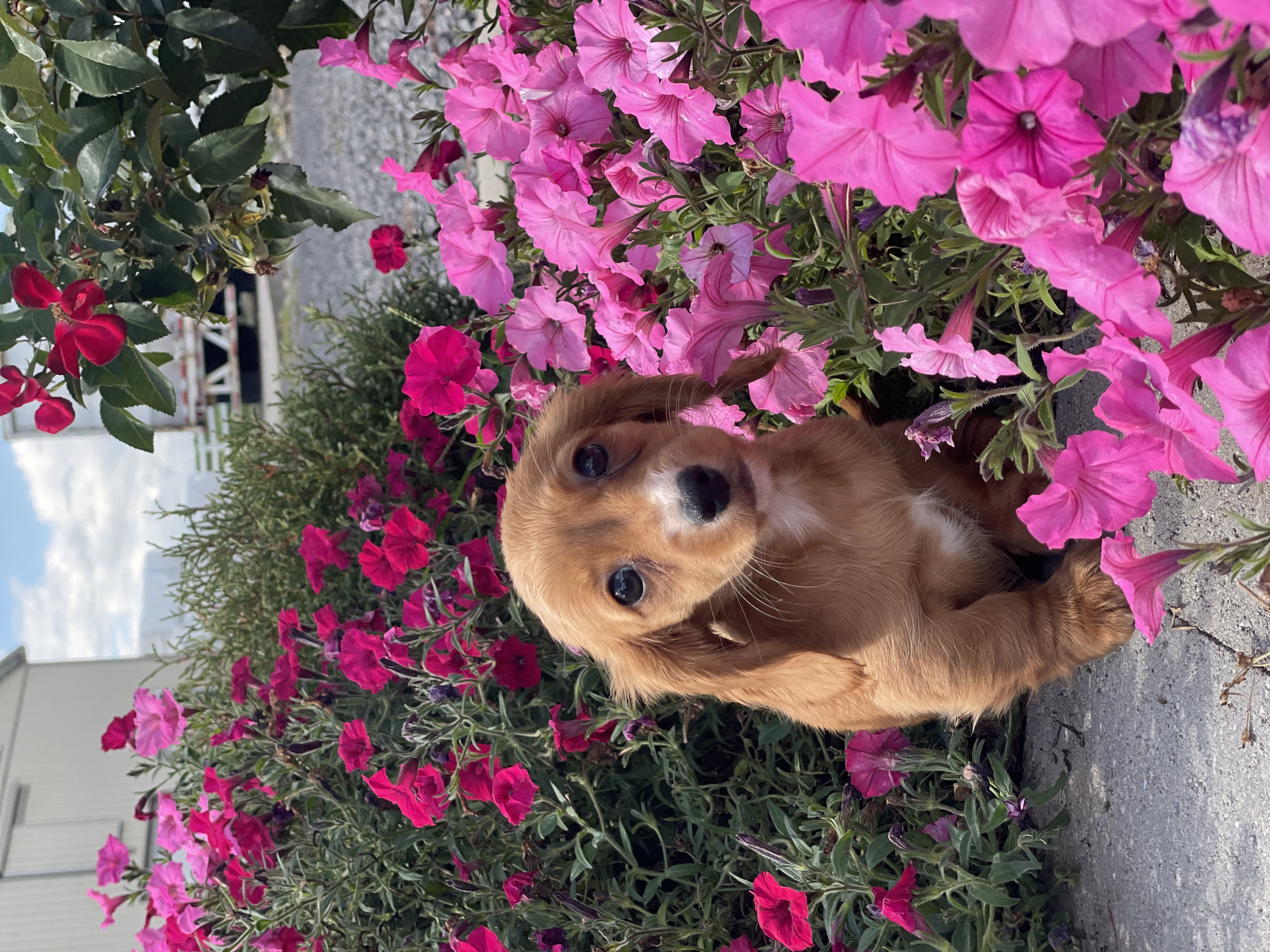 puppy, for, sale, Dachshund, Curtis  Martin, dog, breeder, Seneca Falls, NY, dog-breeder, puppy-for-sale, forsale, nearby, find, puppyfind, locator, puppylocator, aca