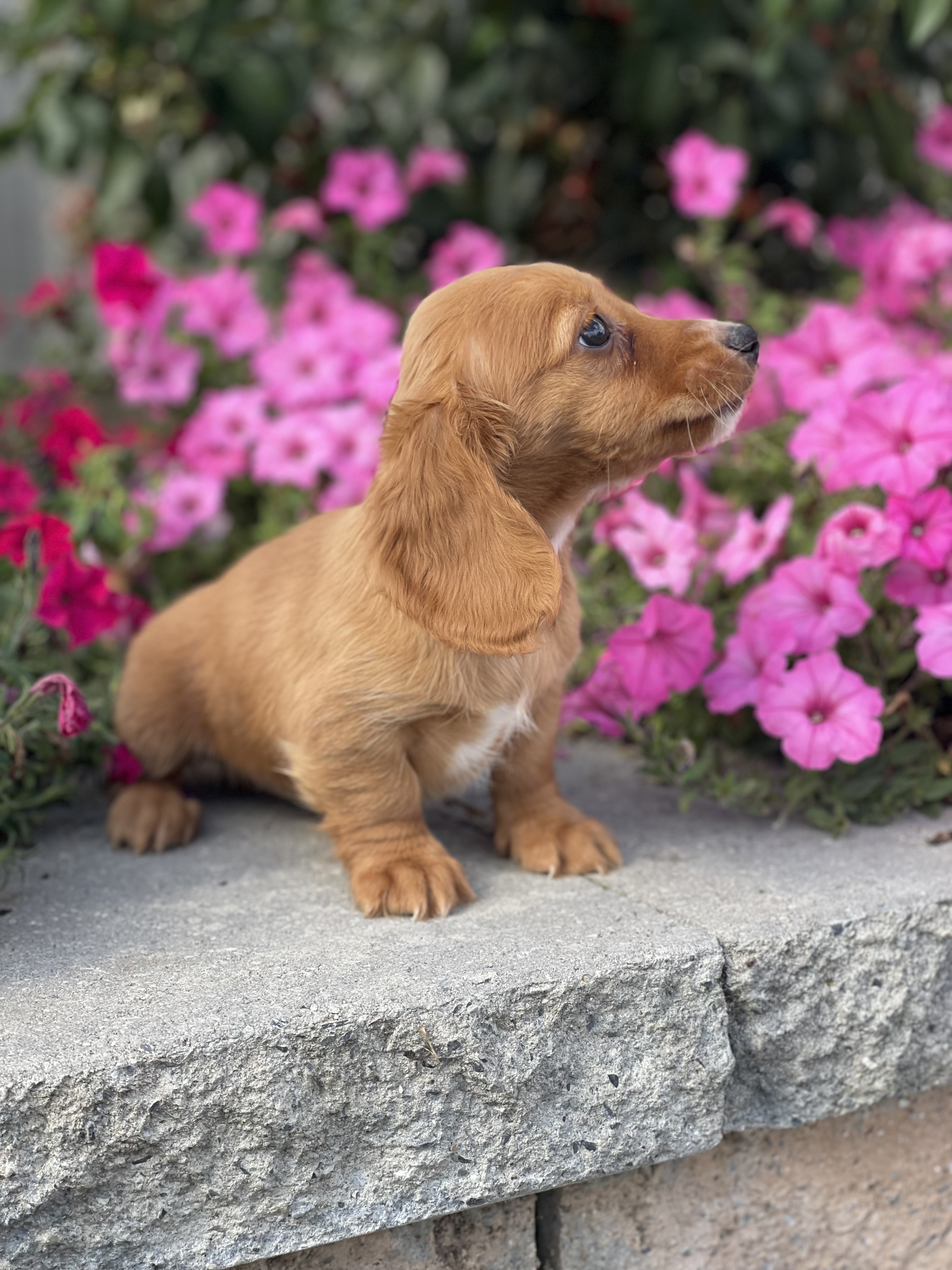 puppy, for, sale, Dachshund, Curtis  Martin, dog, breeder, Seneca Falls, NY, dog-breeder, puppy-for-sale, forsale, nearby, find, puppyfind, locator, puppylocator, aca