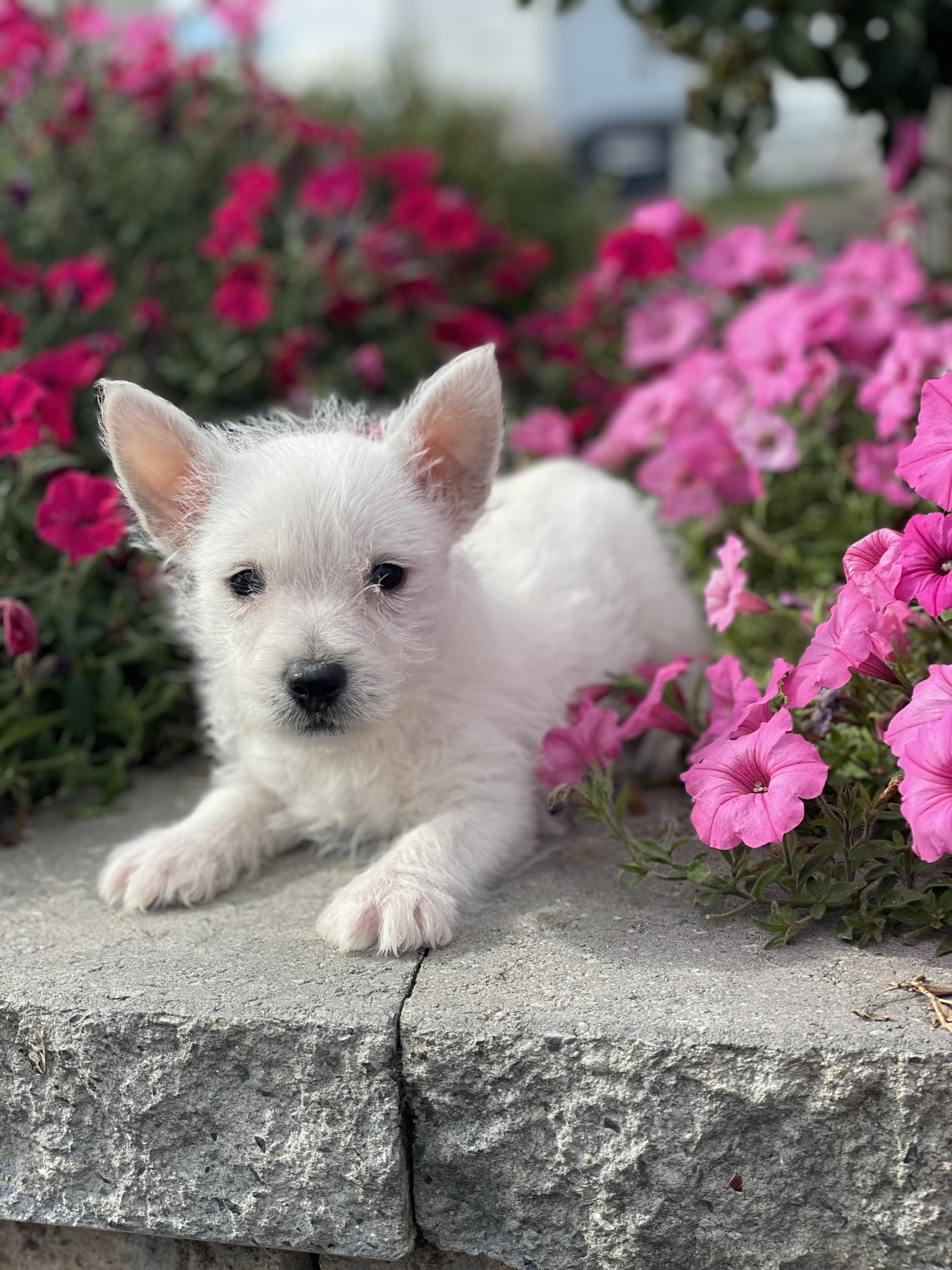 puppy, for, sale, West Highland White Terrier, Curtis  Martin, dog, breeder, Seneca Falls, NY, dog-breeder, puppy-for-sale, forsale, nearby, find, puppyfind, locator, puppylocator, aca