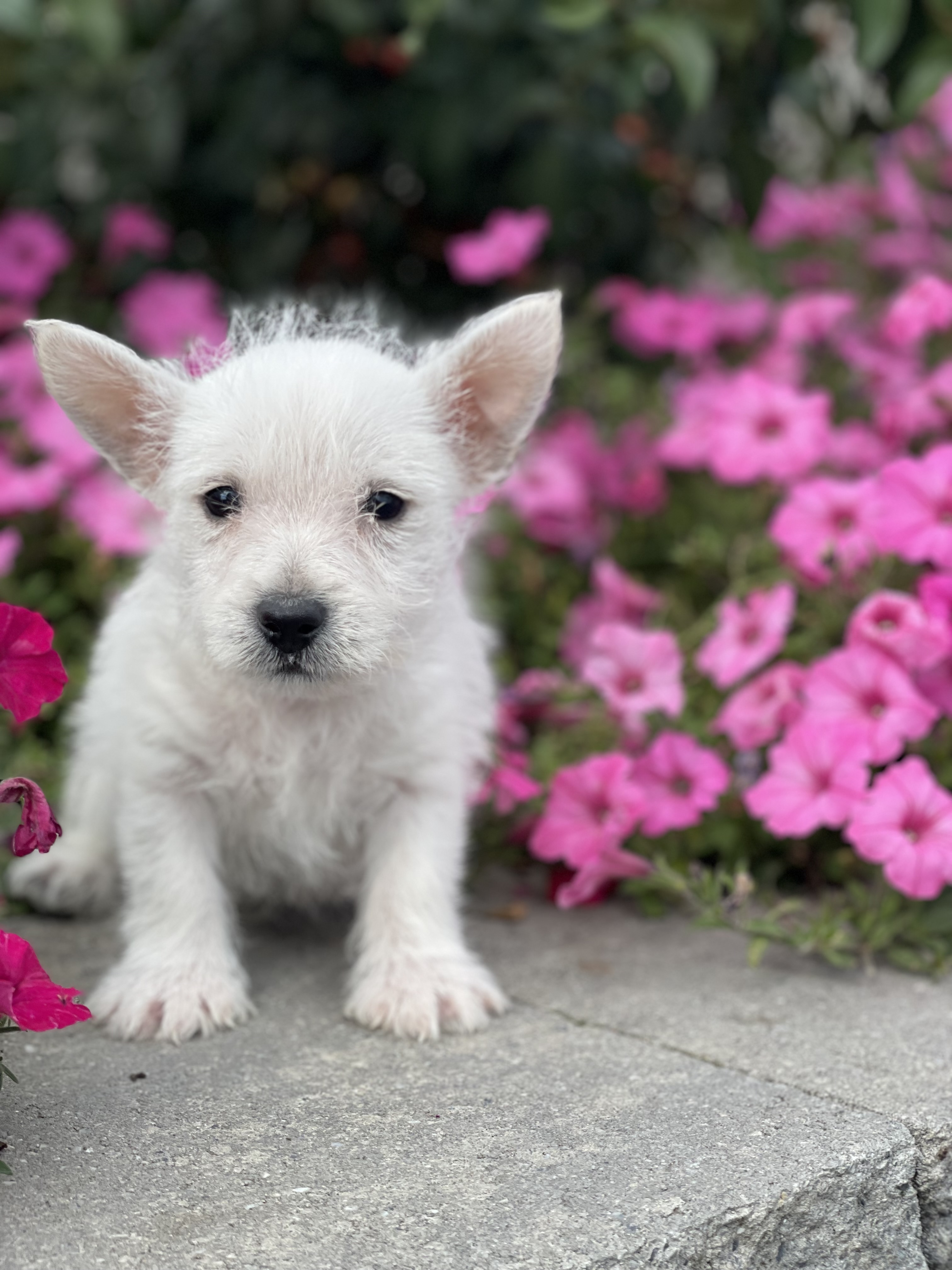 puppy, for, sale, West Highland White Terrier, Curtis  Martin, dog, breeder, Seneca Falls, NY, dog-breeder, puppy-for-sale, forsale, nearby, find, puppyfind, locator, puppylocator, aca