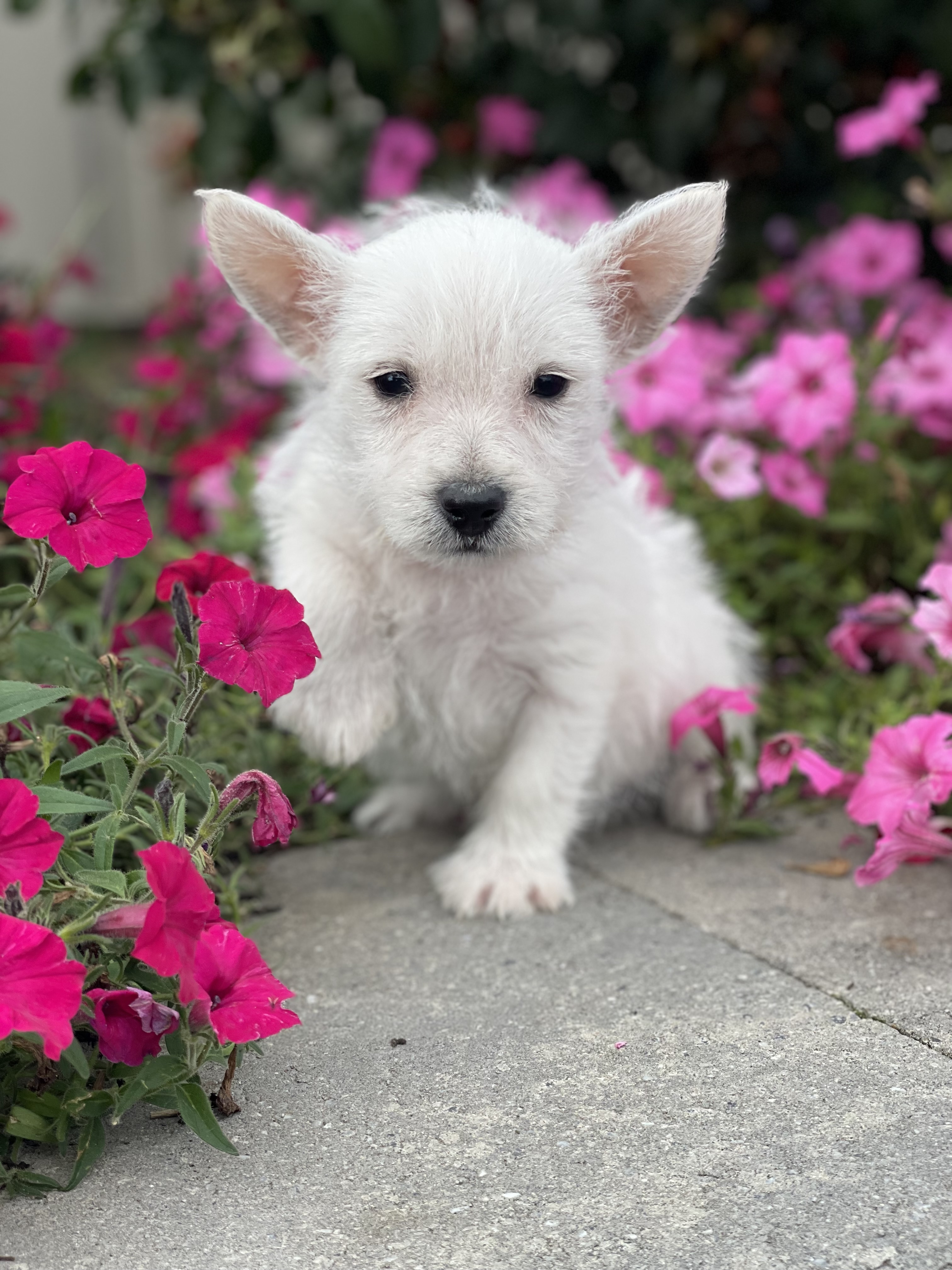 puppy, for, sale, West Highland White Terrier, Curtis  Martin, dog, breeder, Seneca Falls, NY, dog-breeder, puppy-for-sale, forsale, nearby, find, puppyfind, locator, puppylocator, aca