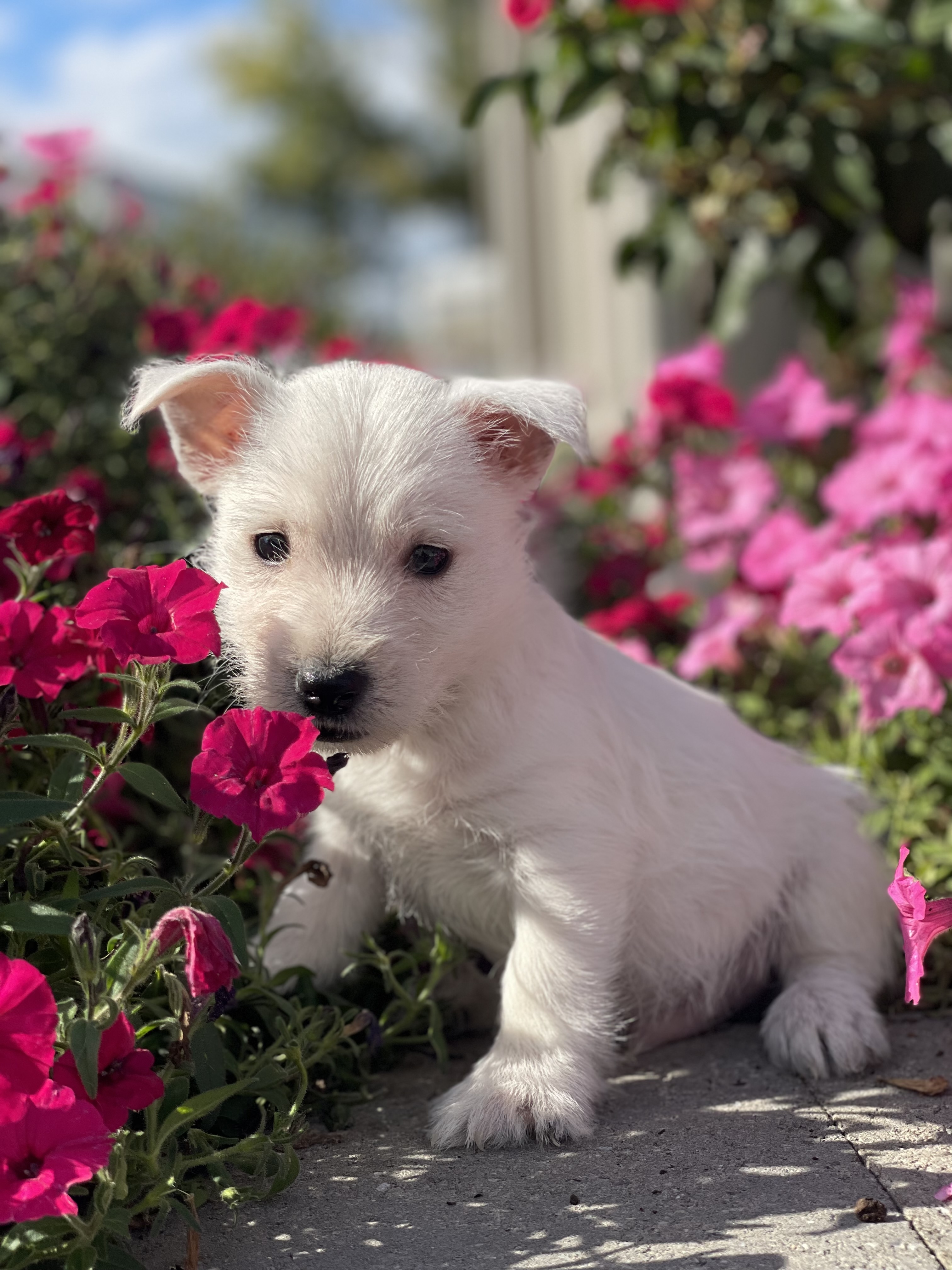 puppy, for, sale, West Highland White Terrier, Curtis  Martin, dog, breeder, Seneca Falls, NY, dog-breeder, puppy-for-sale, forsale, nearby, find, puppyfind, locator, puppylocator, aca