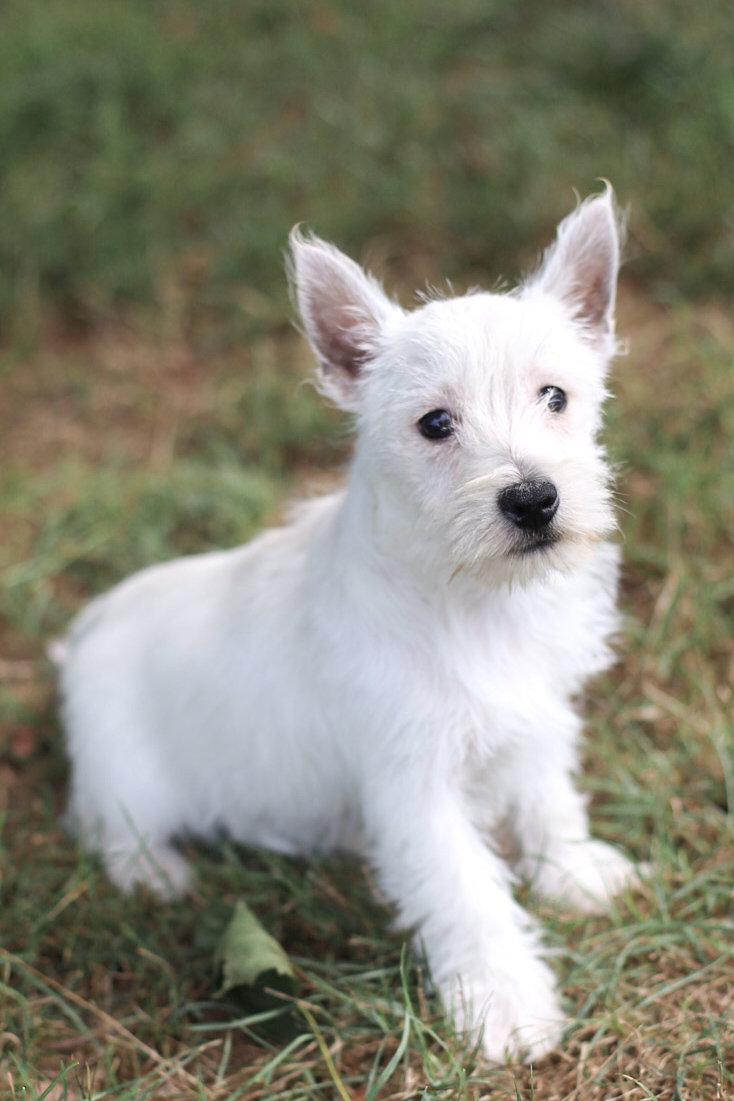 puppy, for, sale, West Highland White Terrier, Kerek & Marisa  Martin, dog, breeder, Mount Joy, PA, dog-breeder, puppy-for-sale, forsale, nearby, find, puppyfind, locator, puppylocator, aca