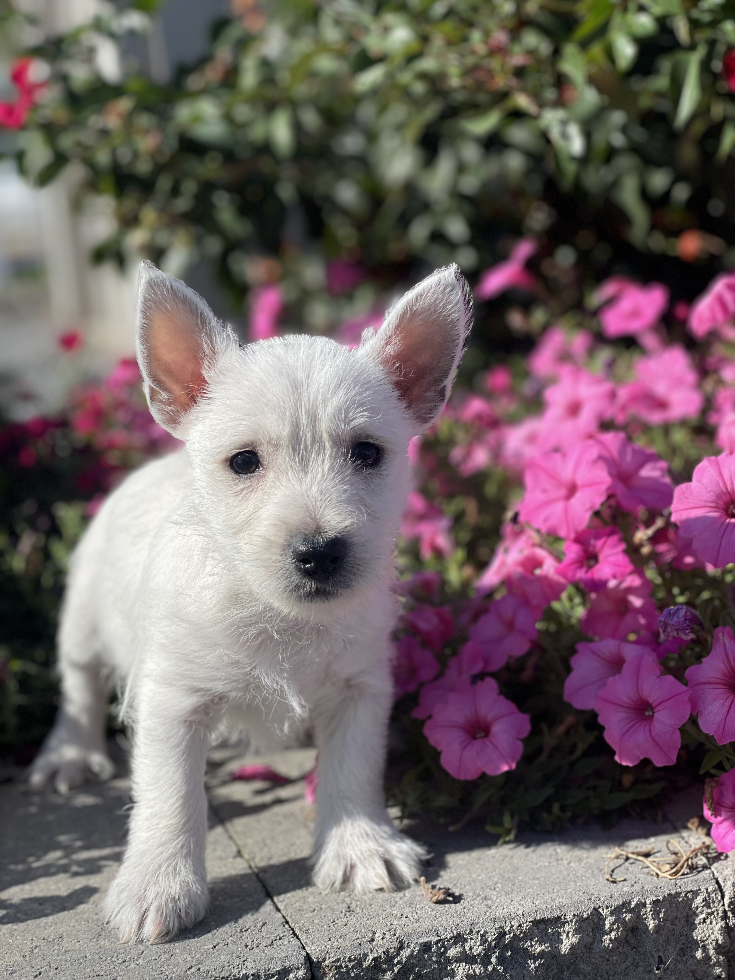 puppy, for, sale, West Highland White Terrier, Curtis  Martin, dog, breeder, Seneca Falls, NY, dog-breeder, puppy-for-sale, forsale, nearby, find, puppyfind, locator, puppylocator, aca