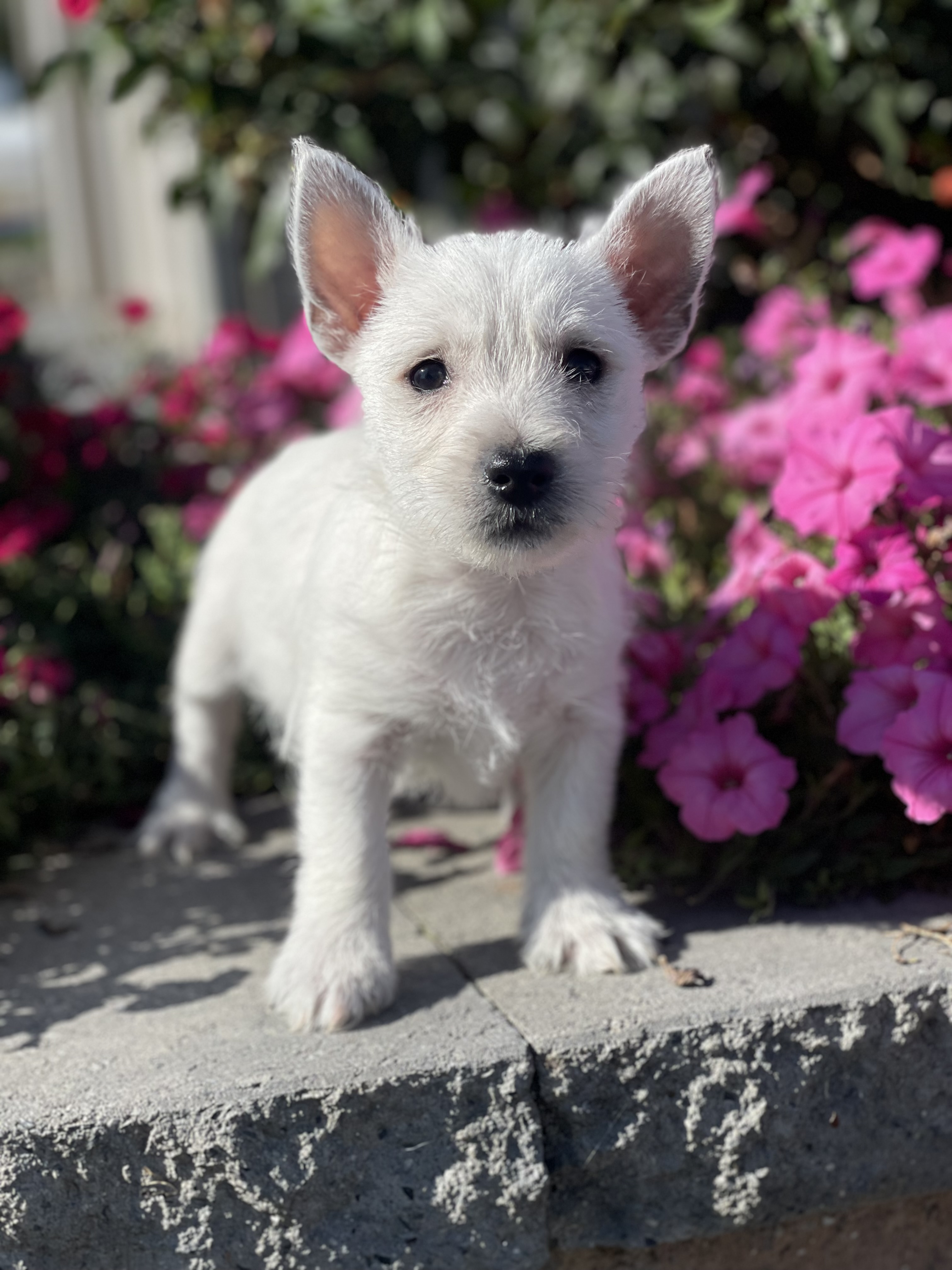 puppy, for, sale, West Highland White Terrier, Curtis  Martin, dog, breeder, Seneca Falls, NY, dog-breeder, puppy-for-sale, forsale, nearby, find, puppyfind, locator, puppylocator, aca