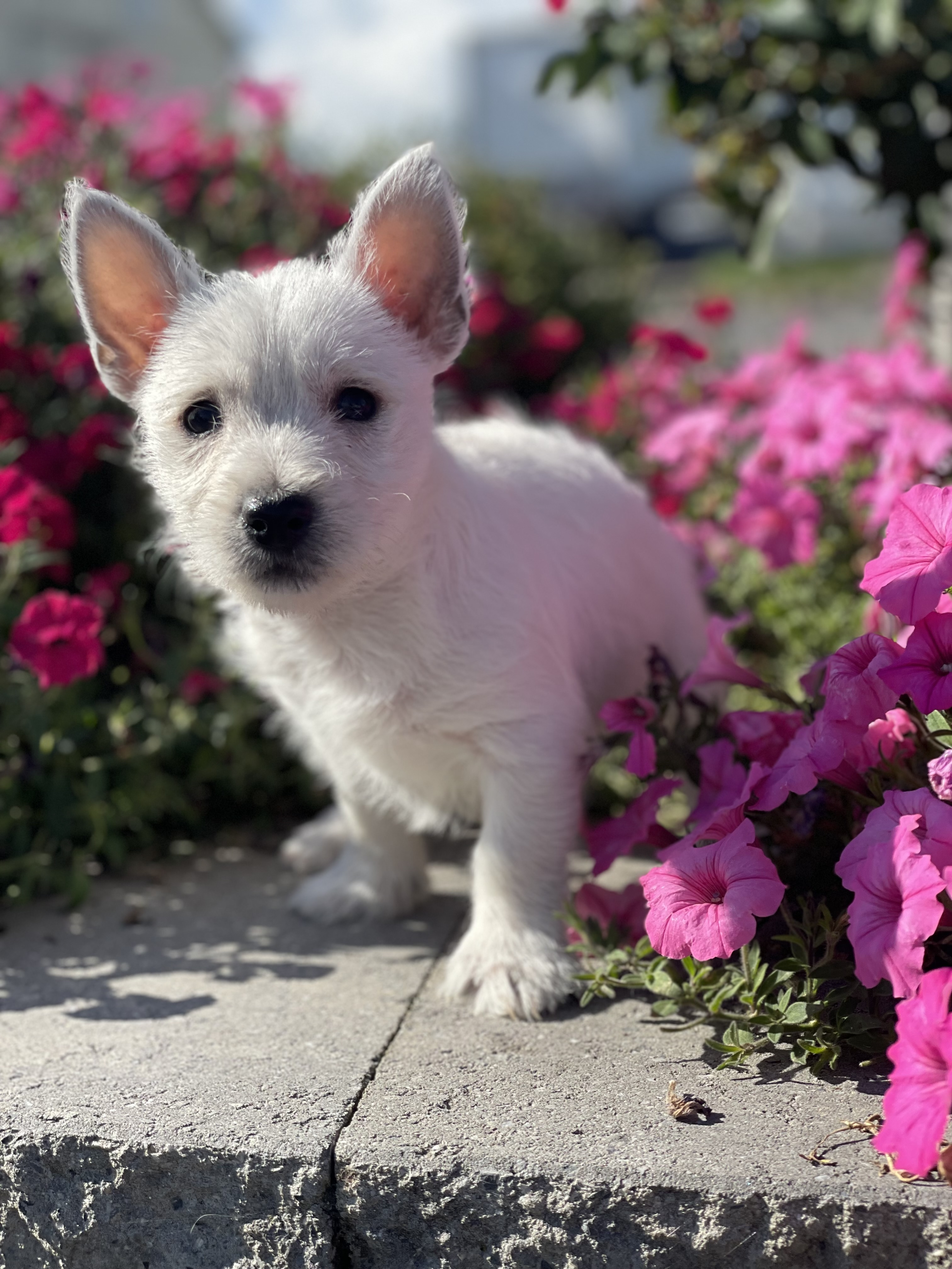 puppy, for, sale, West Highland White Terrier, Curtis  Martin, dog, breeder, Seneca Falls, NY, dog-breeder, puppy-for-sale, forsale, nearby, find, puppyfind, locator, puppylocator, aca