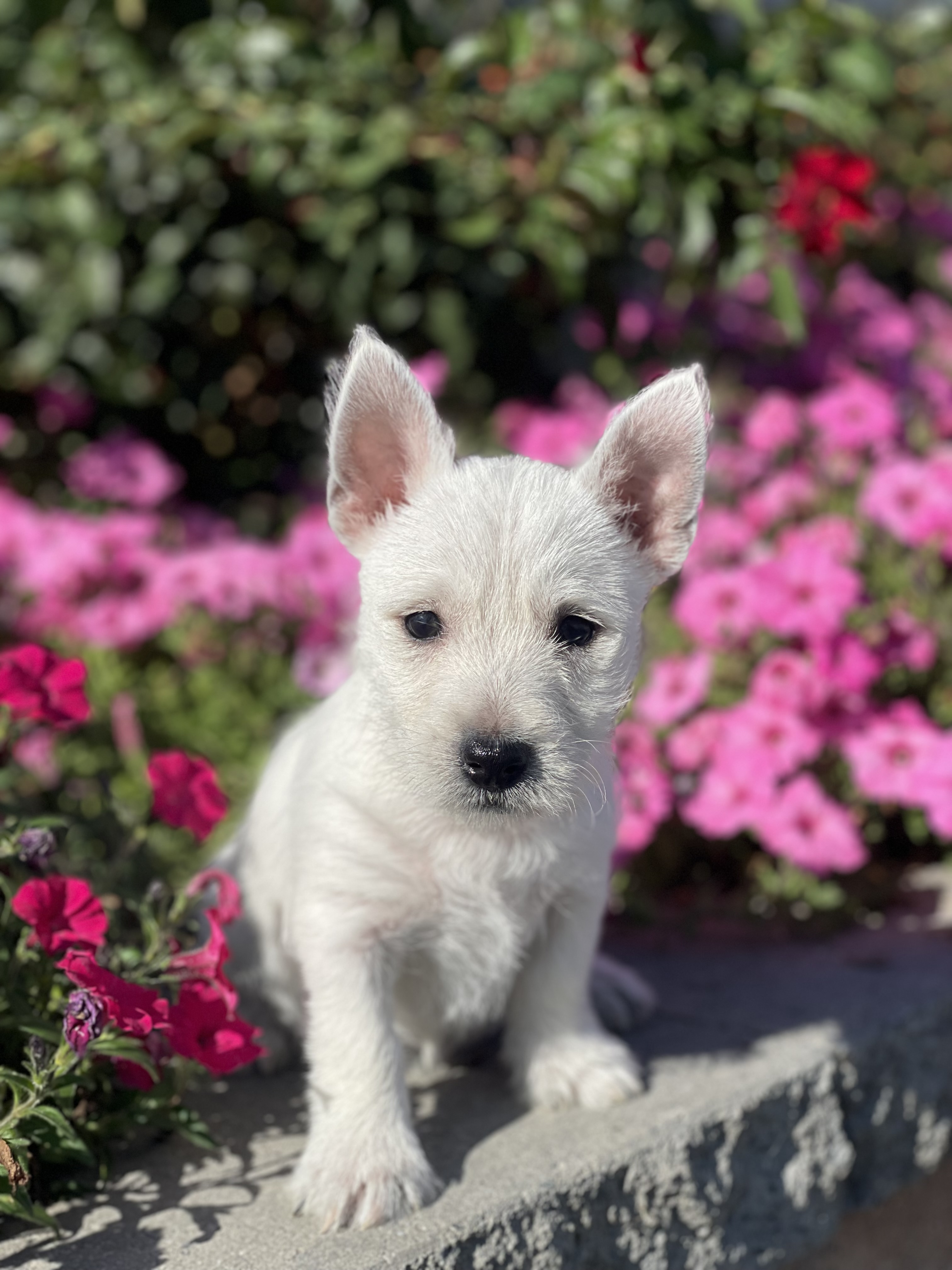 puppy, for, sale, West Highland White Terrier, Curtis  Martin, dog, breeder, Seneca Falls, NY, dog-breeder, puppy-for-sale, forsale, nearby, find, puppyfind, locator, puppylocator, aca