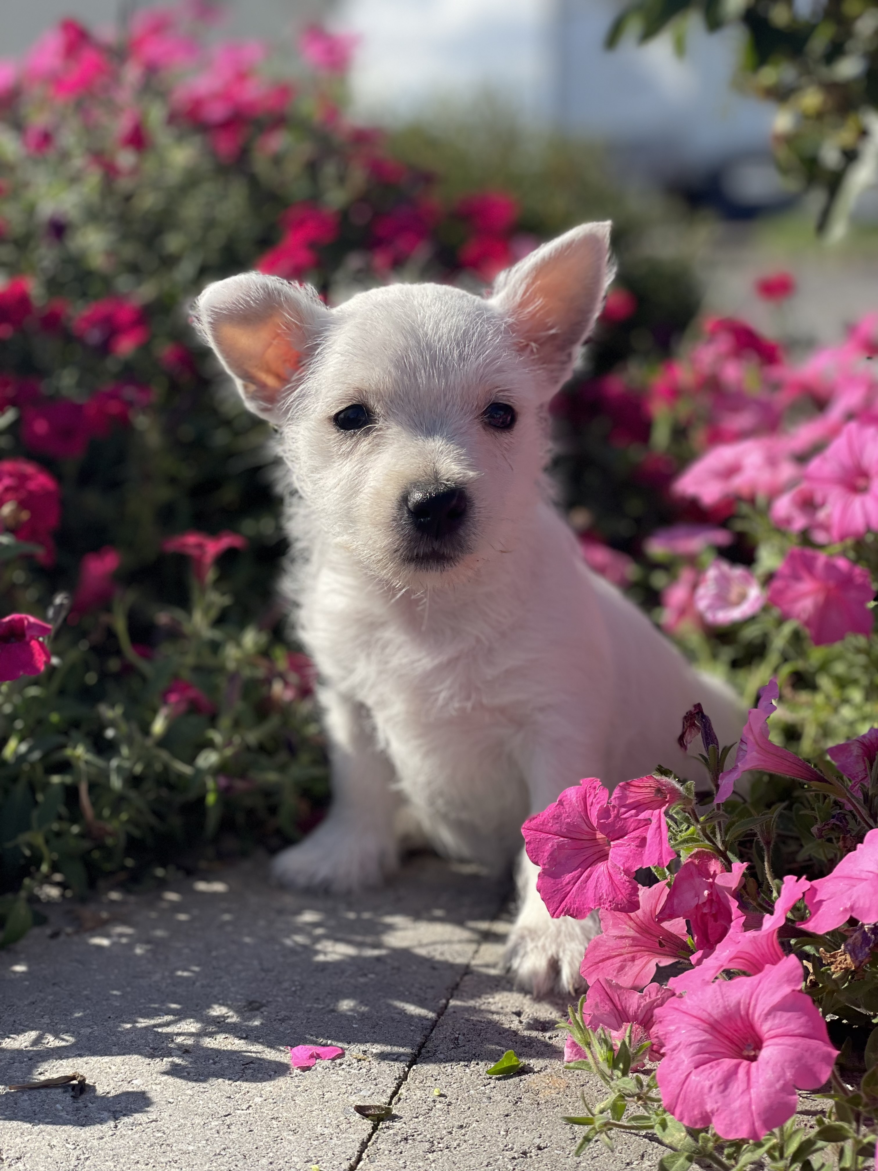 puppy, for, sale, West Highland White Terrier, Curtis  Martin, dog, breeder, Seneca Falls, NY, dog-breeder, puppy-for-sale, forsale, nearby, find, puppyfind, locator, puppylocator, aca