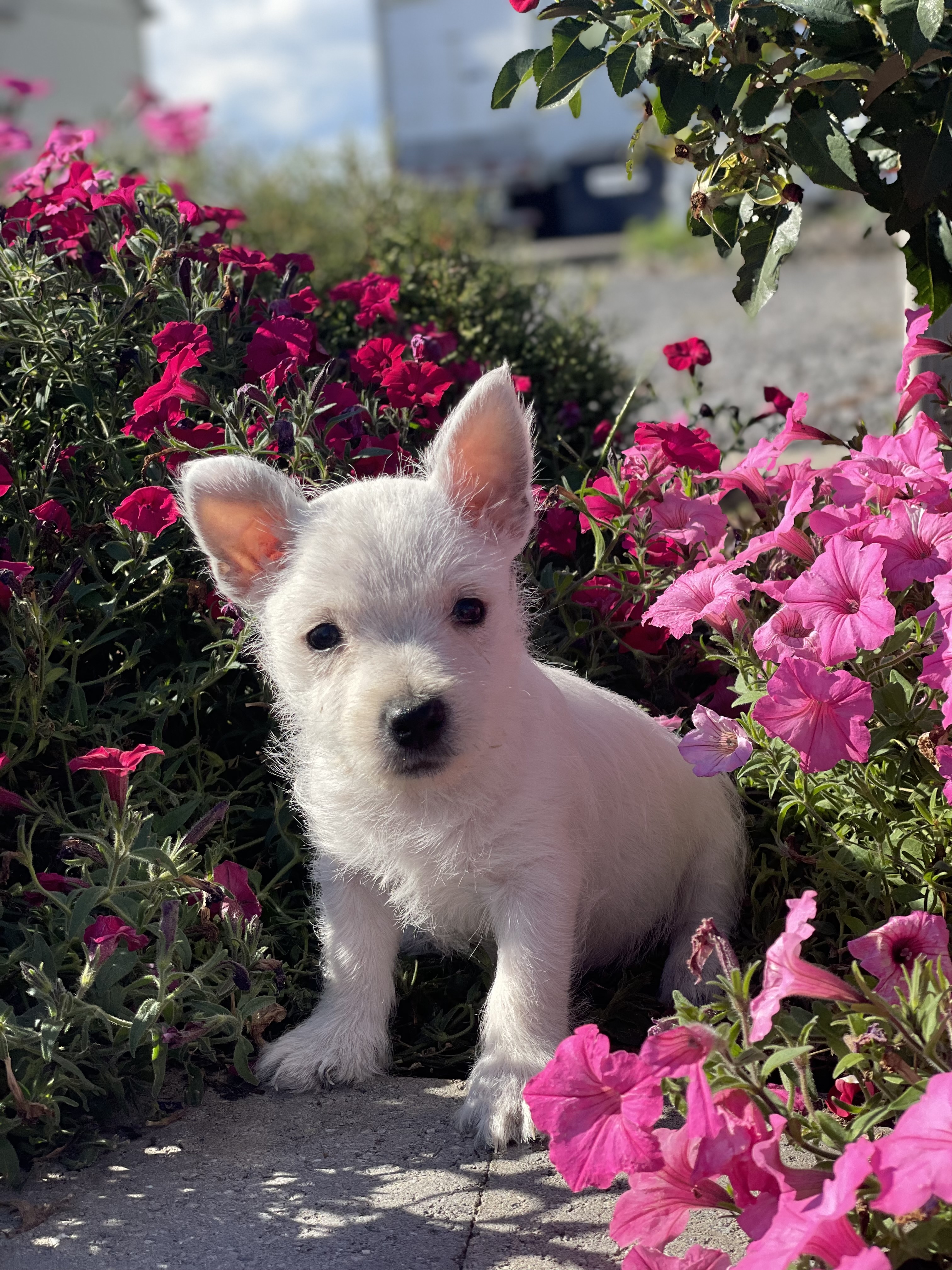 puppy, for, sale, West Highland White Terrier, Curtis  Martin, dog, breeder, Seneca Falls, NY, dog-breeder, puppy-for-sale, forsale, nearby, find, puppyfind, locator, puppylocator, aca