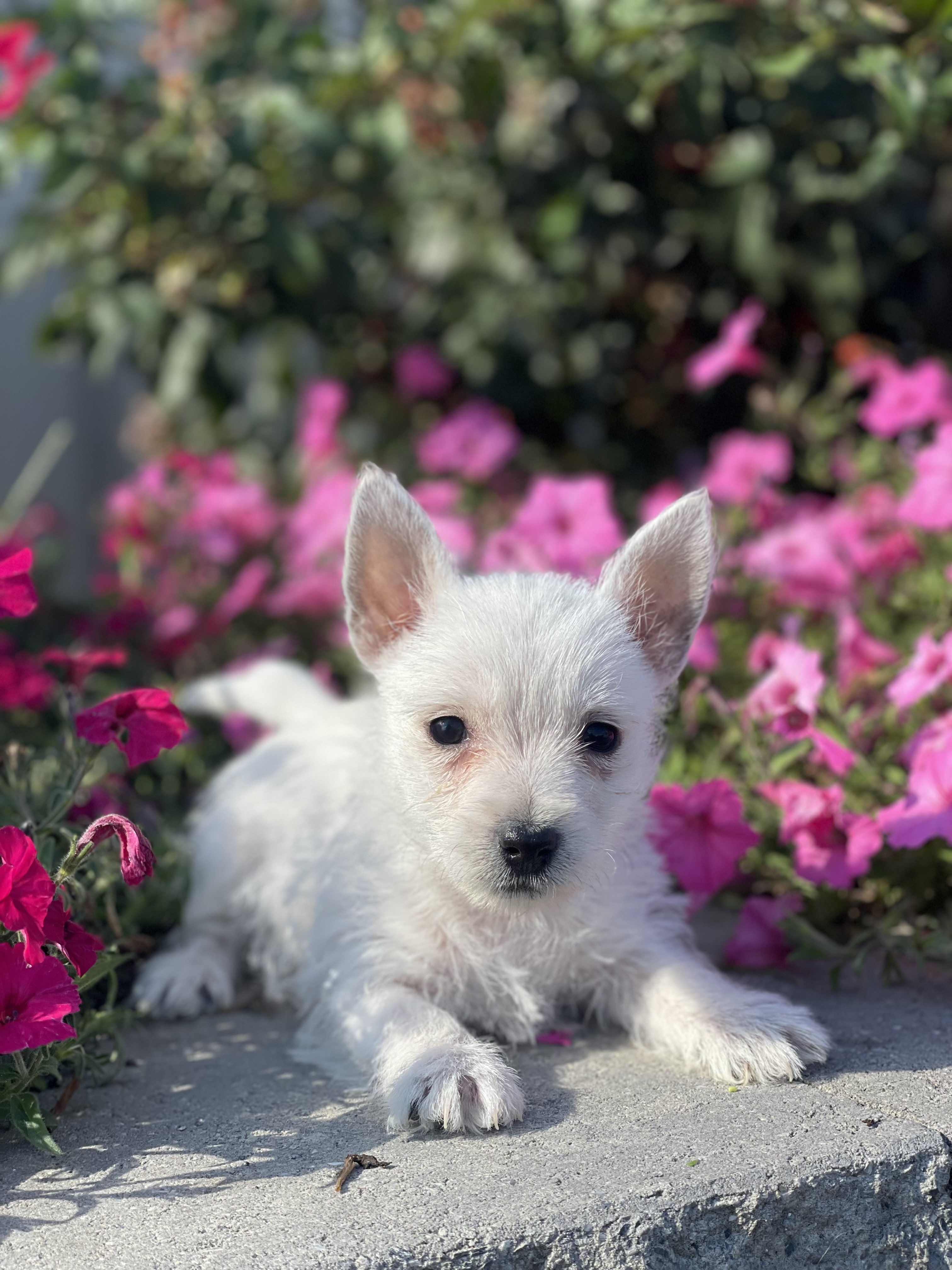 puppy, for, sale, West Highland White Terrier, Curtis  Martin, dog, breeder, Seneca Falls, NY, dog-breeder, puppy-for-sale, forsale, nearby, find, puppyfind, locator, puppylocator, aca