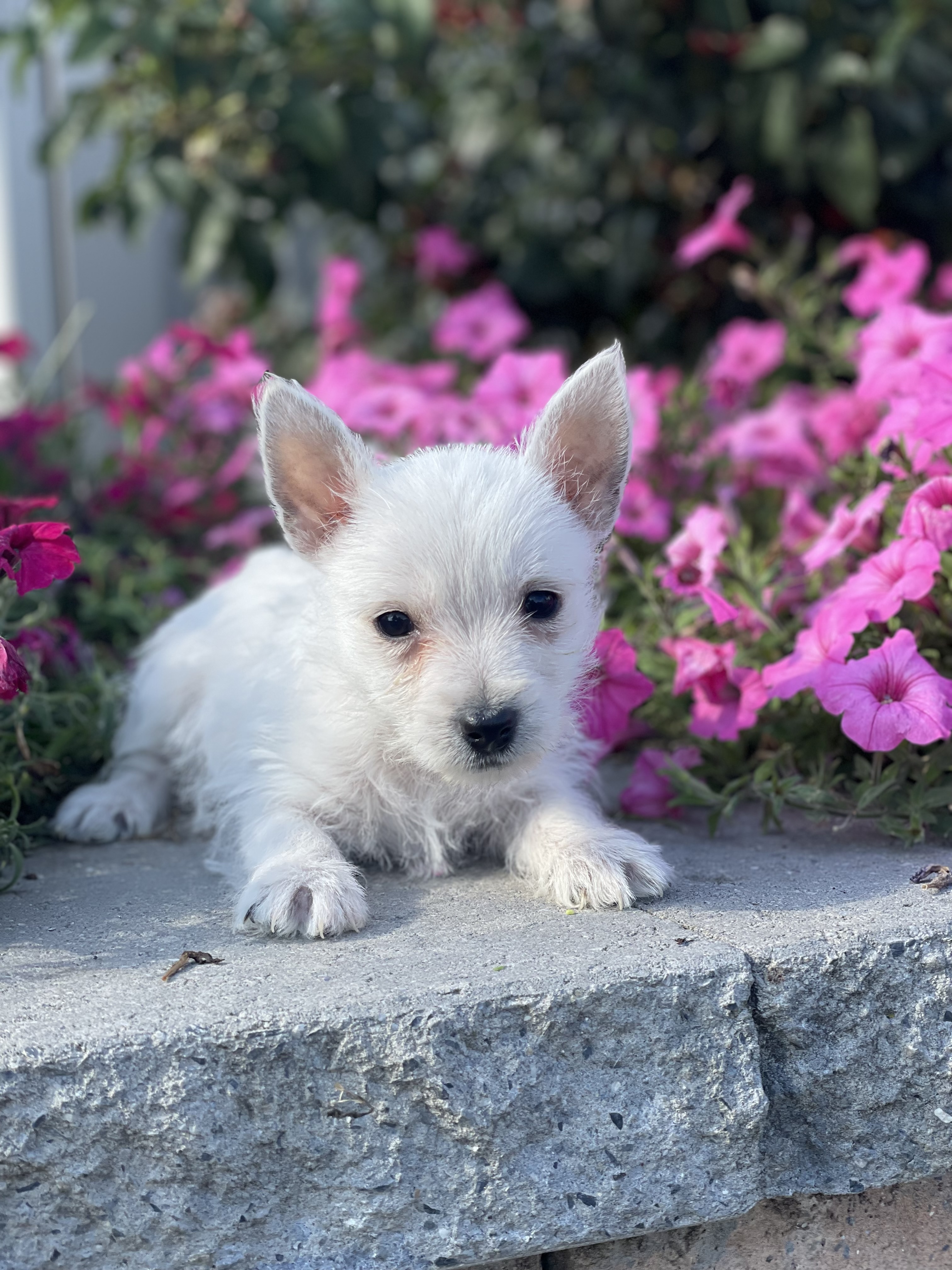 puppy, for, sale, West Highland White Terrier, Curtis  Martin, dog, breeder, Seneca Falls, NY, dog-breeder, puppy-for-sale, forsale, nearby, find, puppyfind, locator, puppylocator, aca