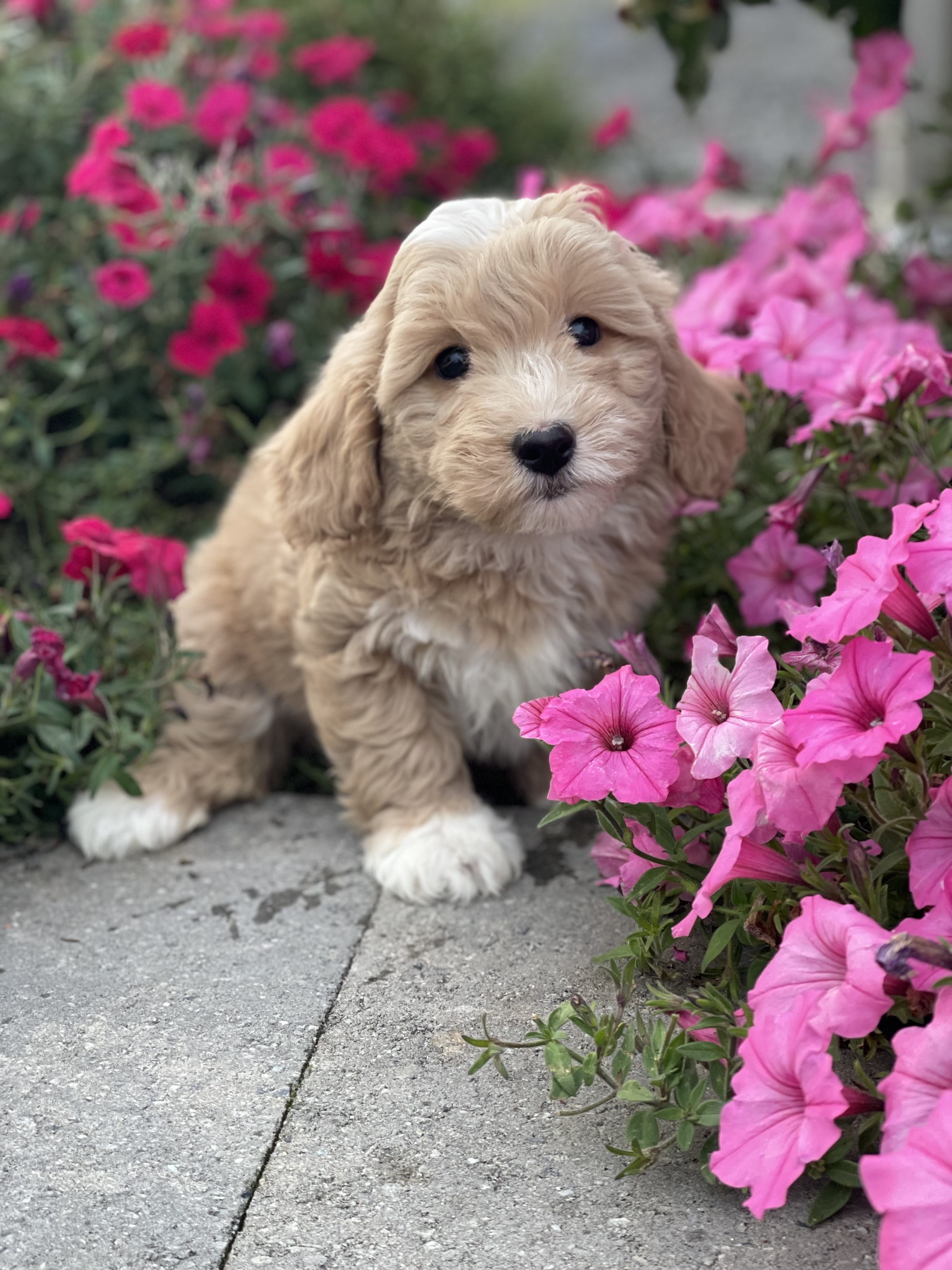 puppy, for, sale, Coton de Tulear/Poodle, Curtis  Martin, dog, breeder, Seneca Falls, NY, dog-breeder, puppy-for-sale, forsale, nearby, find, puppyfind, locator, puppylocator, aca