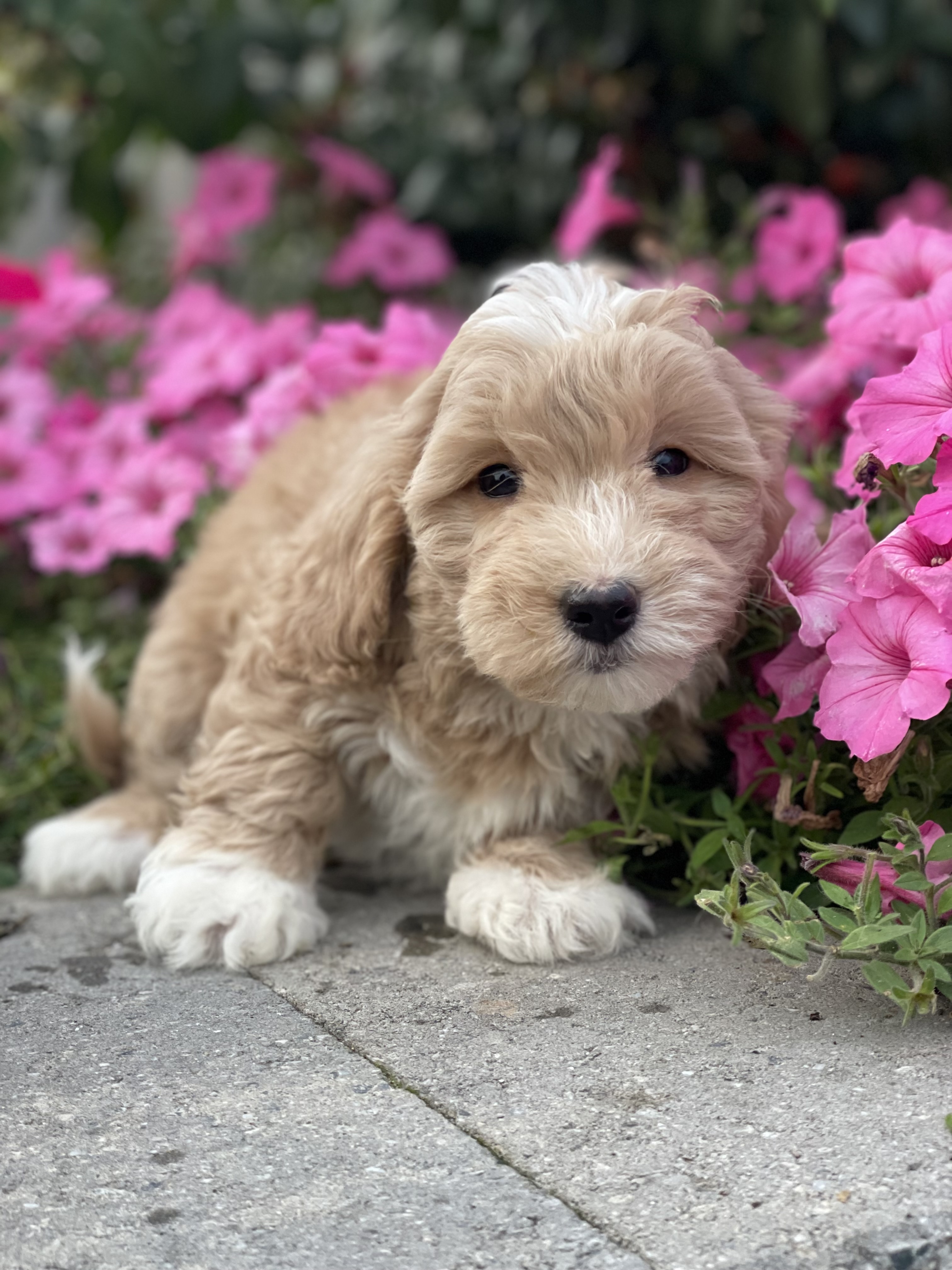 puppy, for, sale, Coton de Tulear/Poodle, Curtis  Martin, dog, breeder, Seneca Falls, NY, dog-breeder, puppy-for-sale, forsale, nearby, find, puppyfind, locator, puppylocator, aca