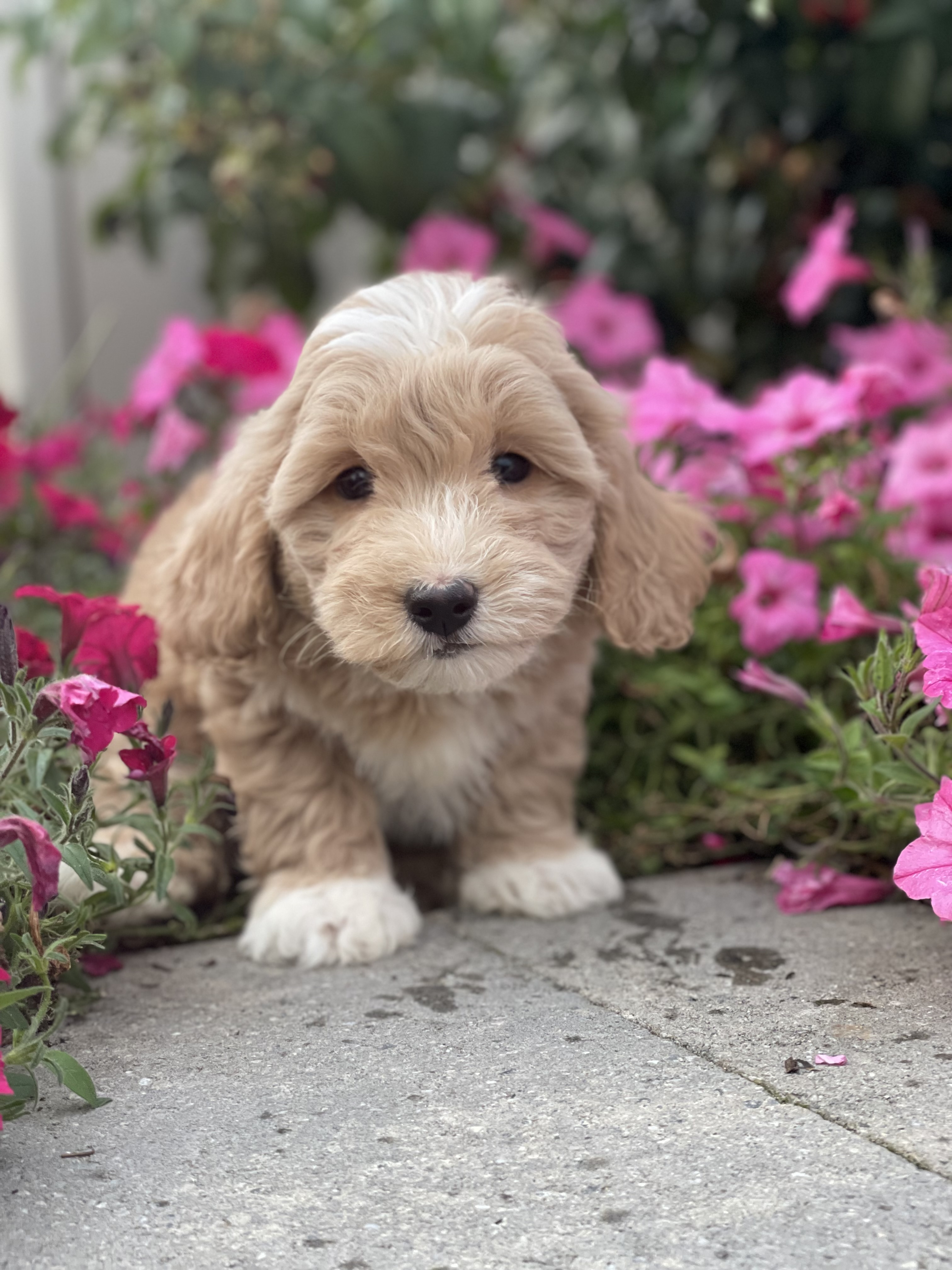 puppy, for, sale, Coton de Tulear/Poodle, Curtis  Martin, dog, breeder, Seneca Falls, NY, dog-breeder, puppy-for-sale, forsale, nearby, find, puppyfind, locator, puppylocator, aca