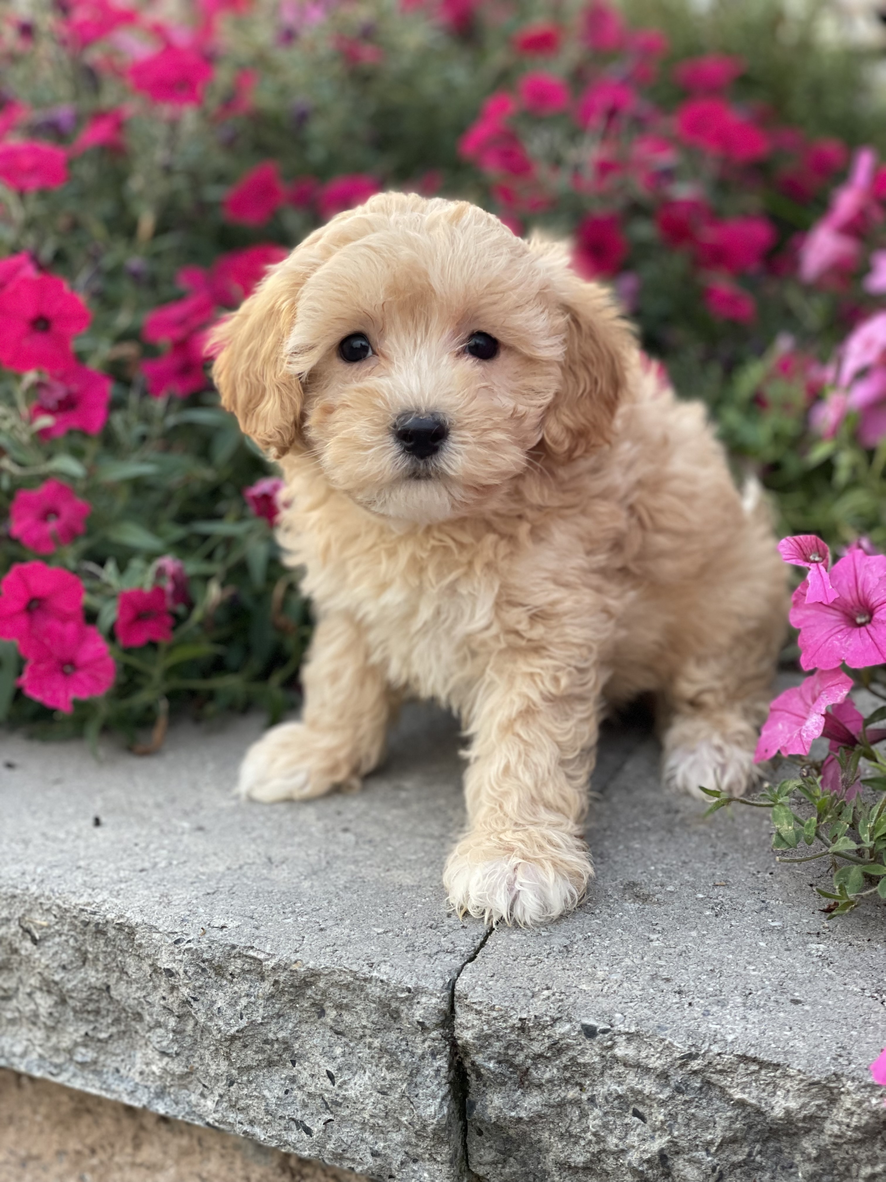 puppy, for, sale, Coton de Tulear/Poodle, Curtis  Martin, dog, breeder, Seneca Falls, NY, dog-breeder, puppy-for-sale, forsale, nearby, find, puppyfind, locator, puppylocator, aca