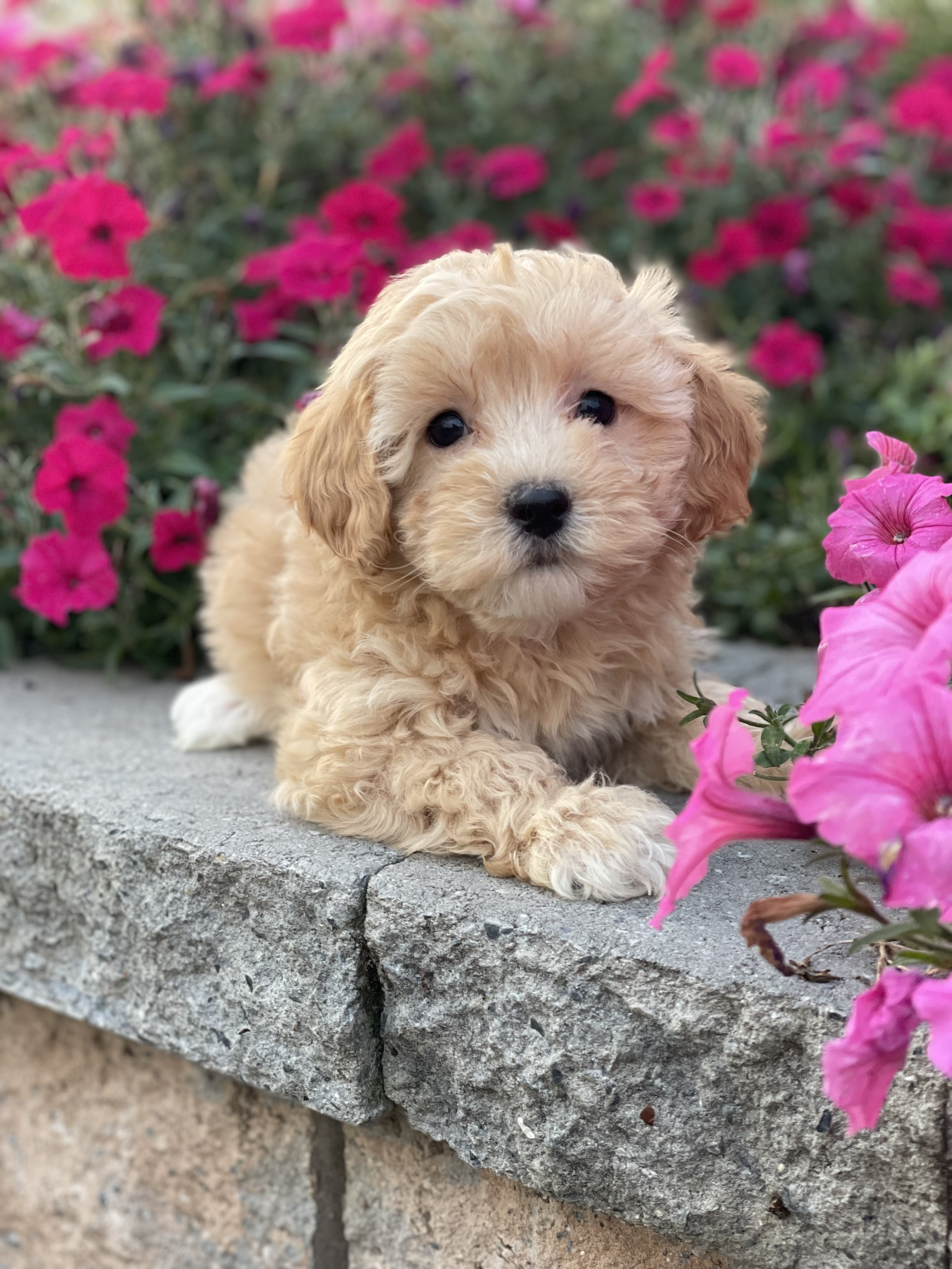 puppy, for, sale, Coton de Tulear/Poodle, Curtis  Martin, dog, breeder, Seneca Falls, NY, dog-breeder, puppy-for-sale, forsale, nearby, find, puppyfind, locator, puppylocator, aca