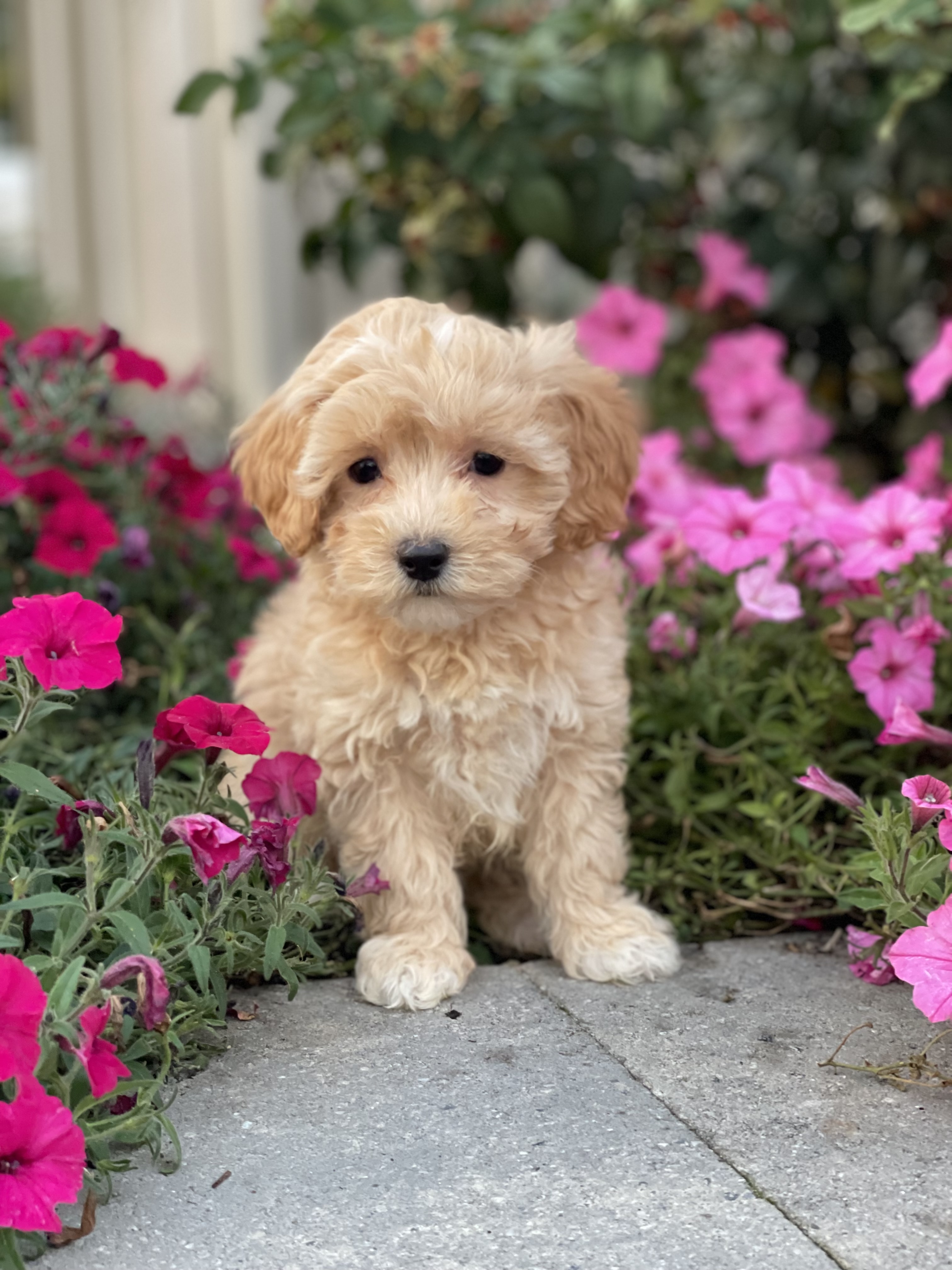 puppy, for, sale, Coton de Tulear/Poodle, Curtis  Martin, dog, breeder, Seneca Falls, NY, dog-breeder, puppy-for-sale, forsale, nearby, find, puppyfind, locator, puppylocator, aca