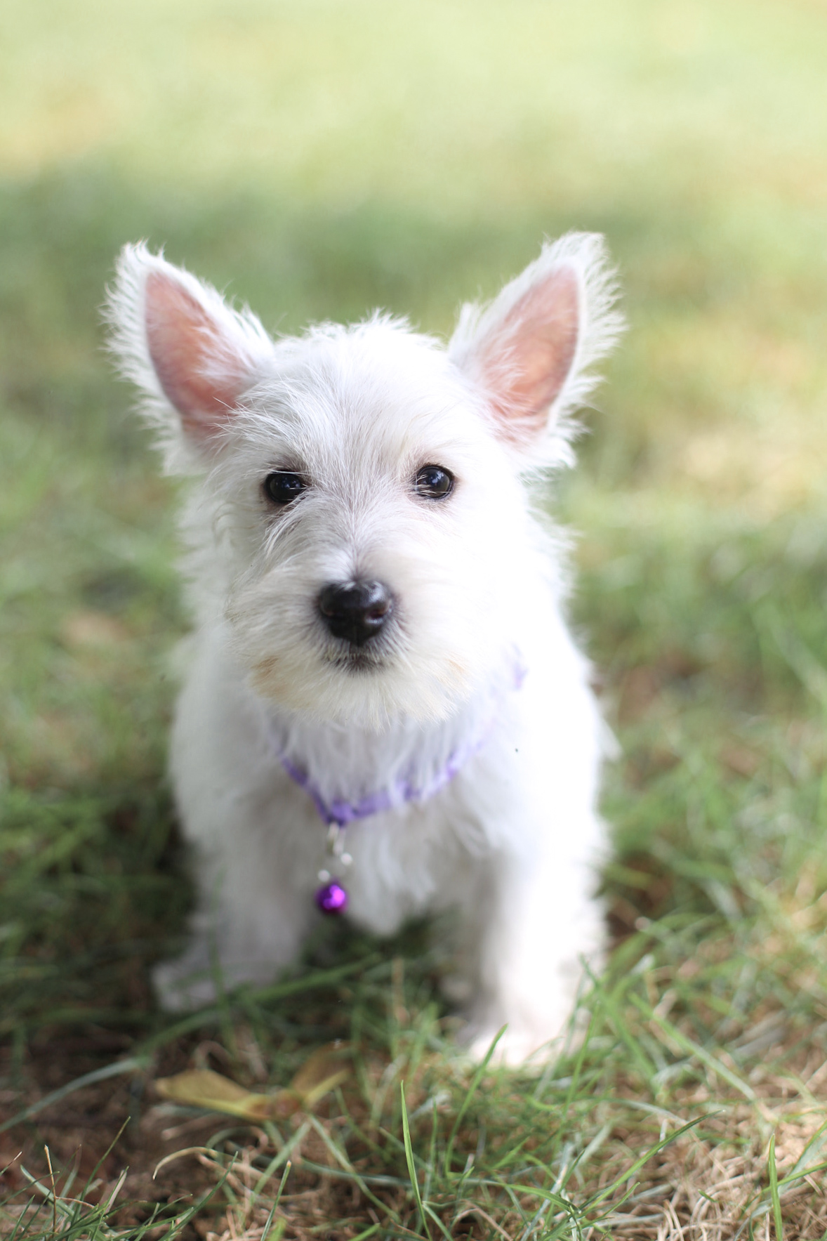 puppy, for, sale, West Highland White Terrier, Kerek & Marisa  Martin, dog, breeder, Mount Joy, PA, dog-breeder, puppy-for-sale, forsale, nearby, find, puppyfind, locator, puppylocator, aca