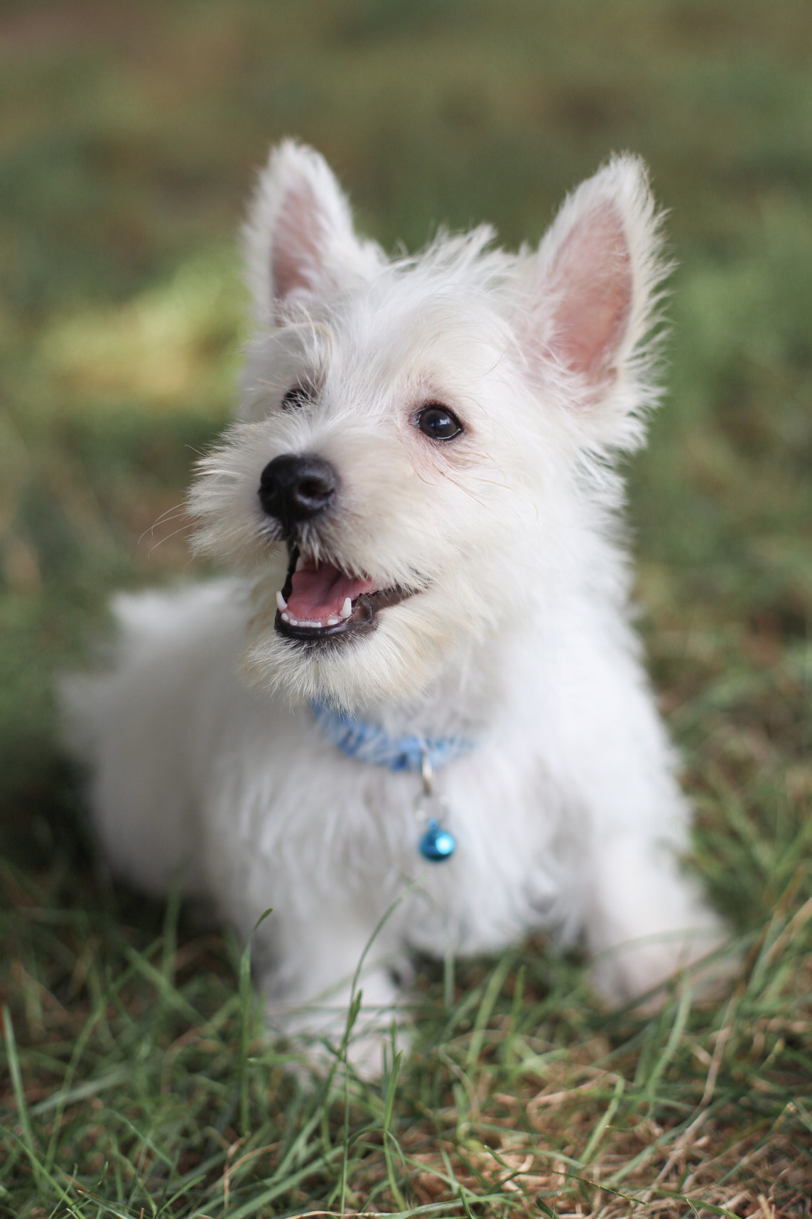 puppy, for, sale, West Highland White Terrier, Kerek & Marisa  Martin, dog, breeder, Mount Joy, PA, dog-breeder, puppy-for-sale, forsale, nearby, find, puppyfind, locator, puppylocator, aca