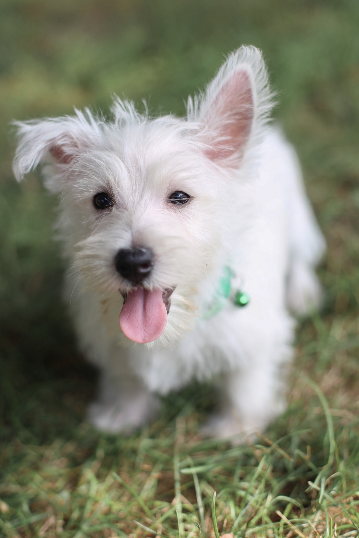 puppy, for, sale, West Highland White Terrier, Kerek & Marisa  Martin, dog, breeder, Mount Joy, PA, dog-breeder, puppy-for-sale, forsale, nearby, find, puppyfind, locator, puppylocator, aca