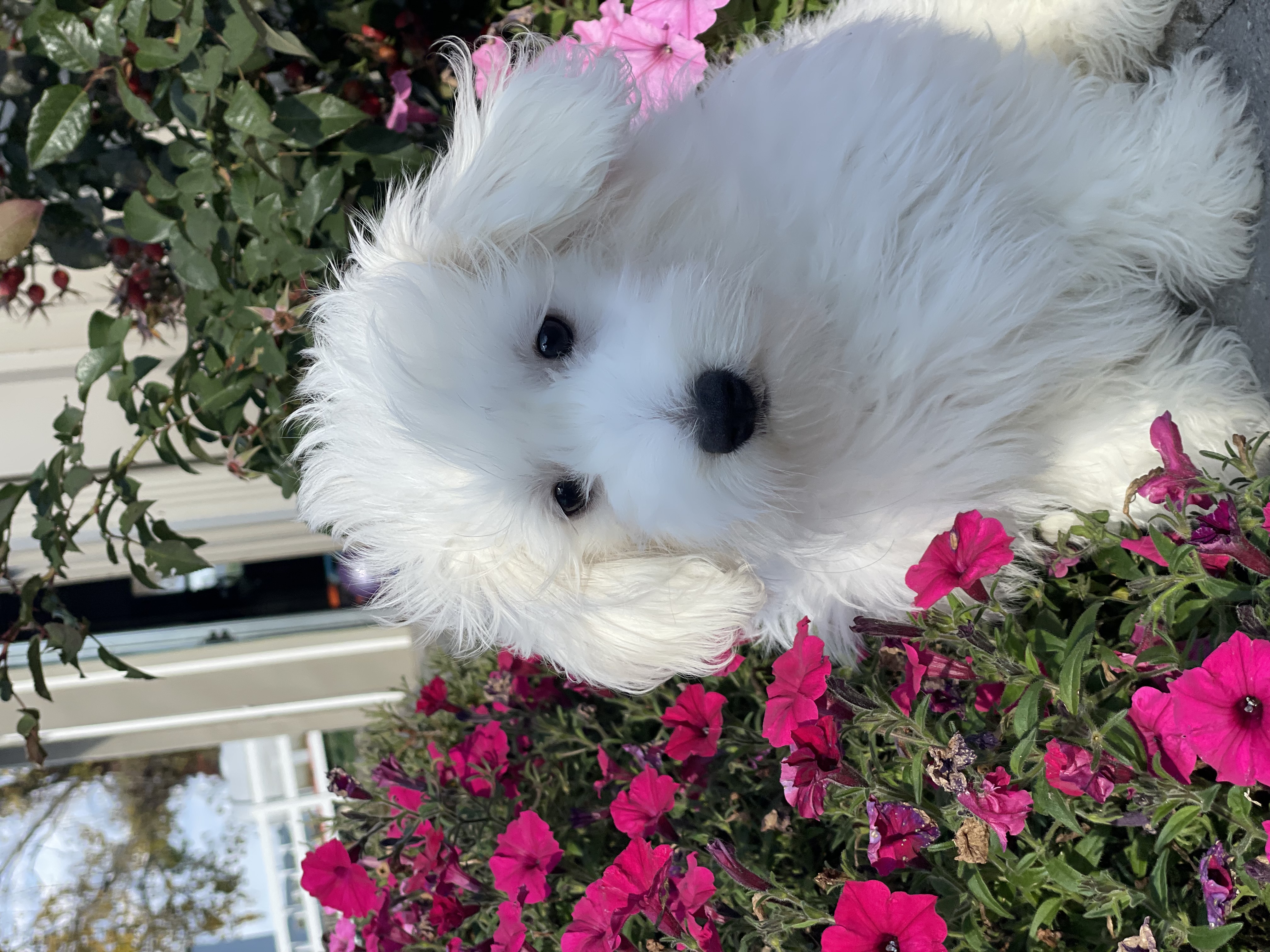 puppy, for, sale, Coton de Tulear, Curtis  Martin, dog, breeder, Seneca Falls, NY, dog-breeder, puppy-for-sale, forsale, nearby, find, puppyfind, locator, puppylocator, aca