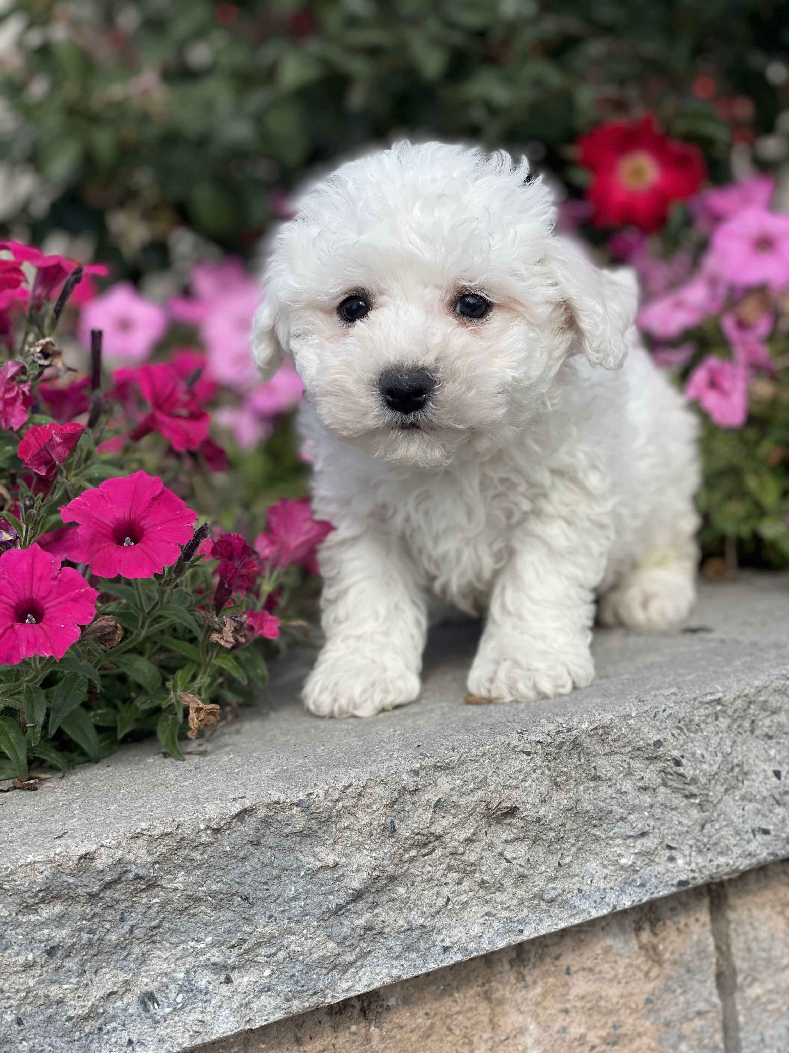 puppy, for, sale, Bichon Frise, Curtis  Martin, dog, breeder, Seneca Falls, NY, dog-breeder, puppy-for-sale, forsale, nearby, find, puppyfind, locator, puppylocator, aca