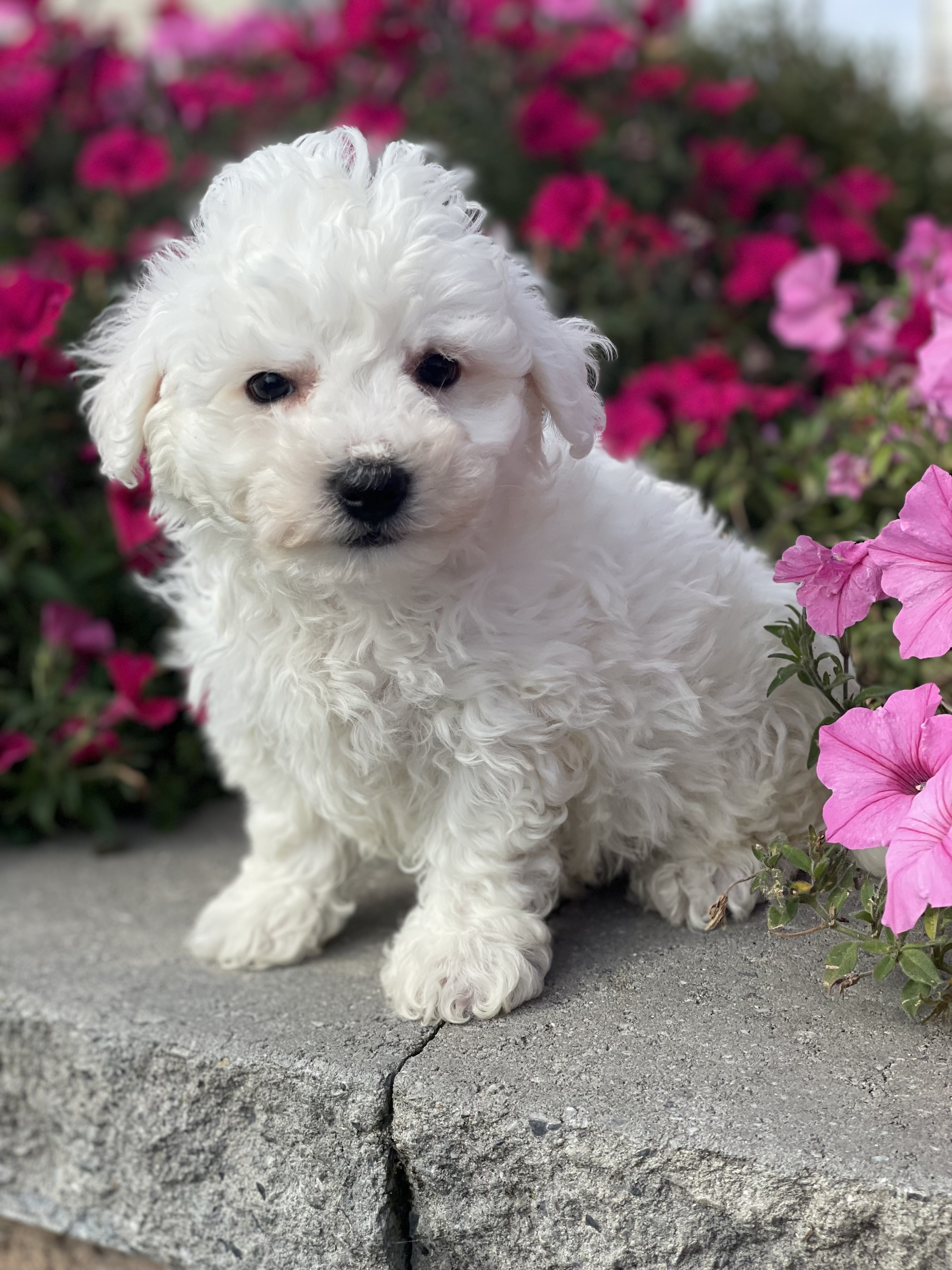 puppy, for, sale, Bichon Frise, Curtis  Martin, dog, breeder, Seneca Falls, NY, dog-breeder, puppy-for-sale, forsale, nearby, find, puppyfind, locator, puppylocator, aca