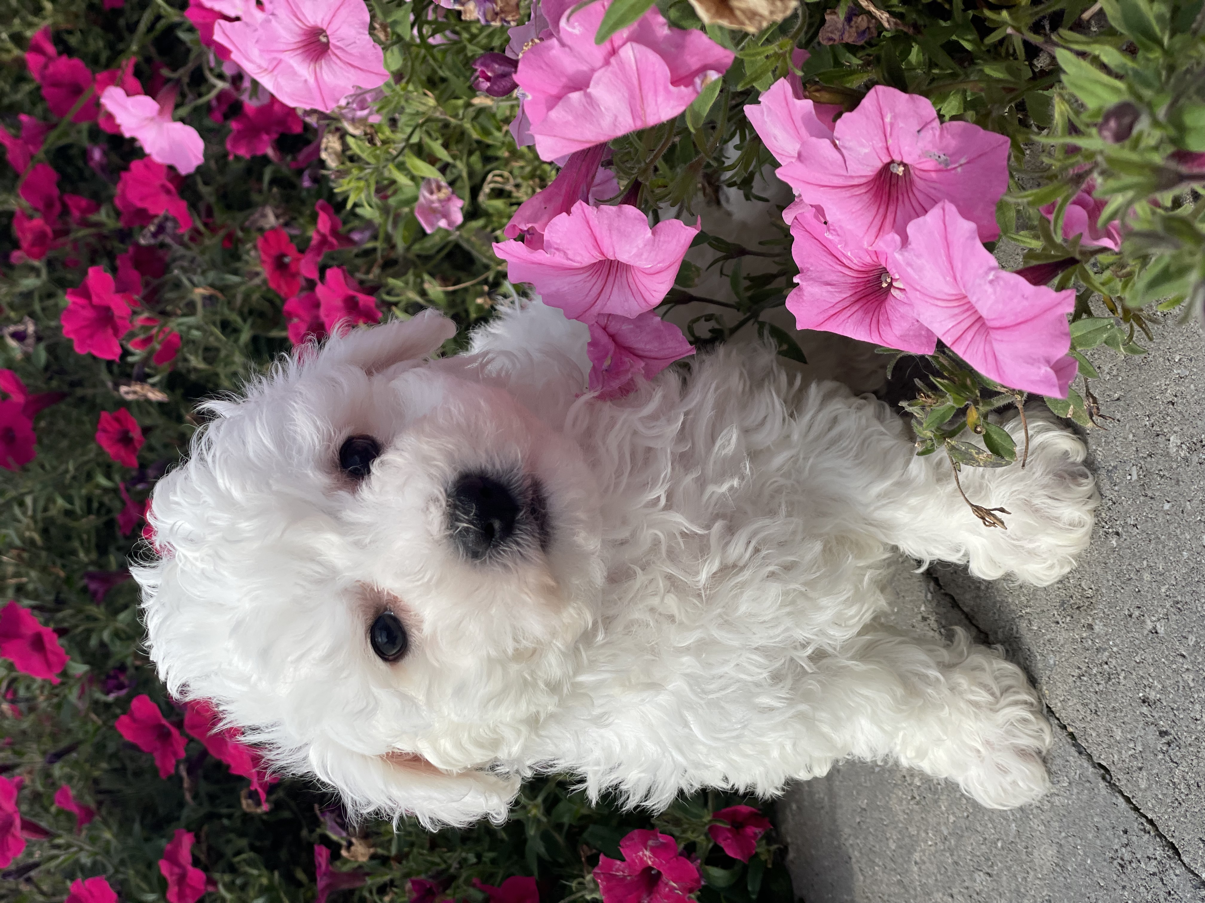 puppy, for, sale, Bichon Frise, Curtis  Martin, dog, breeder, Seneca Falls, NY, dog-breeder, puppy-for-sale, forsale, nearby, find, puppyfind, locator, puppylocator, aca