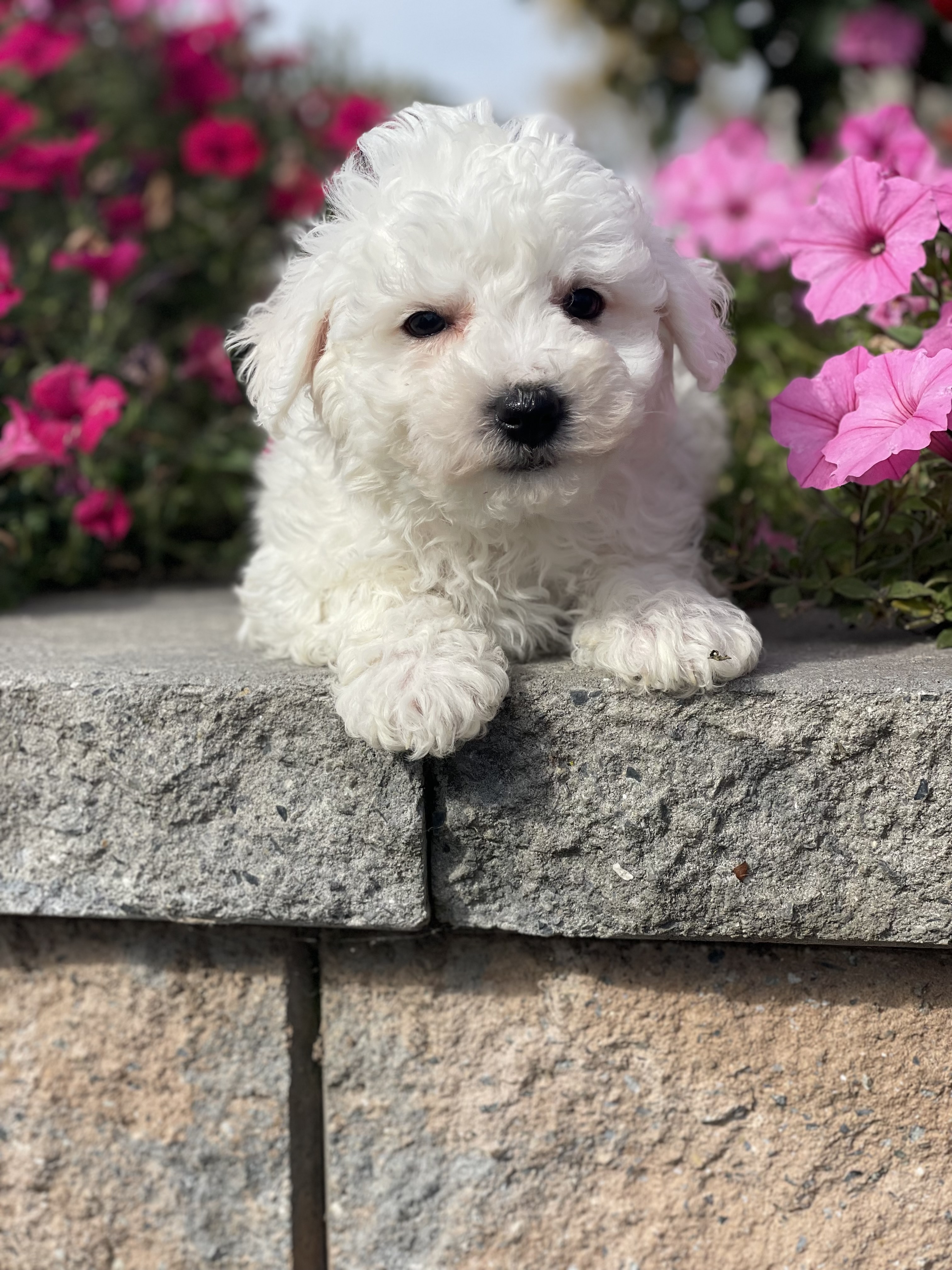 puppy, for, sale, Bichon Frise, Curtis  Martin, dog, breeder, Seneca Falls, NY, dog-breeder, puppy-for-sale, forsale, nearby, find, puppyfind, locator, puppylocator, aca