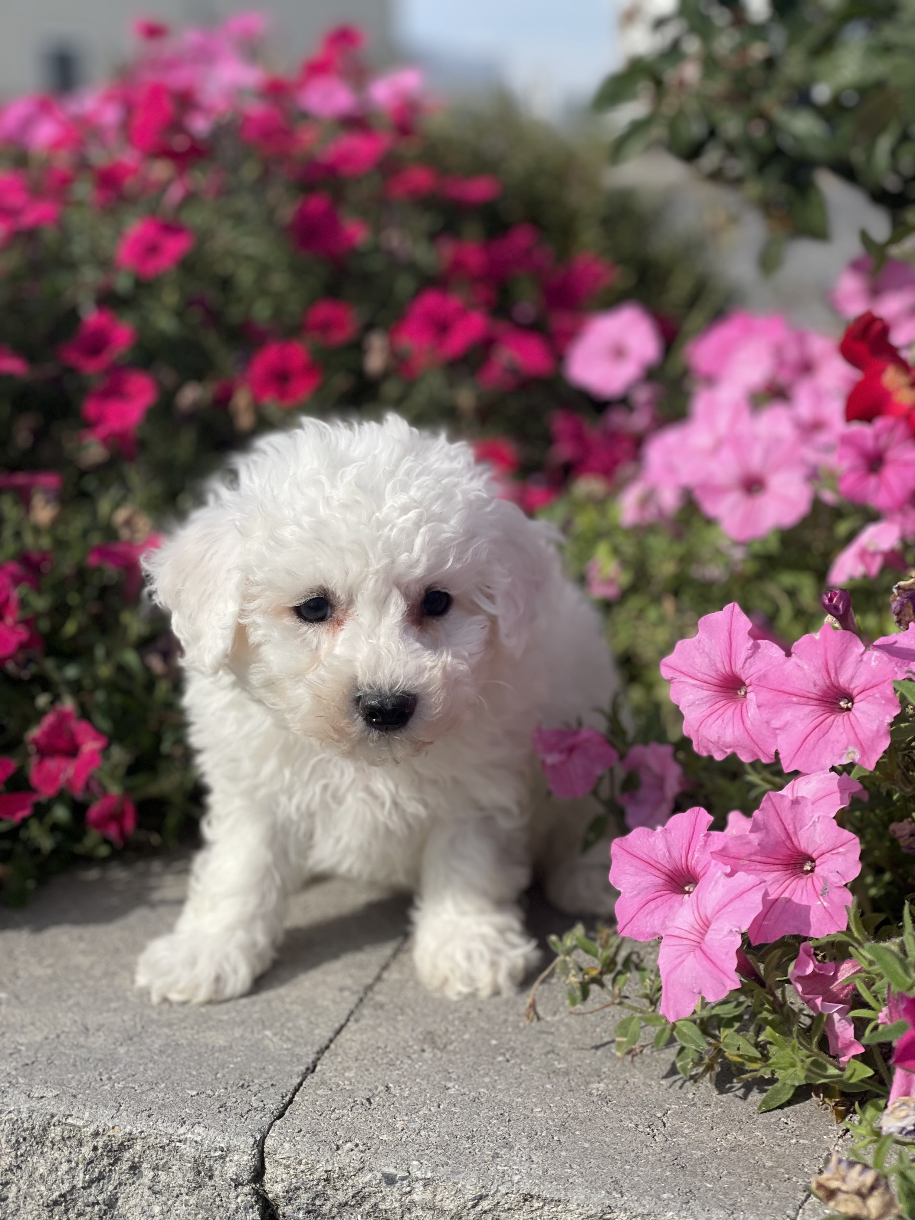 puppy, for, sale, Bichon Frise, Curtis  Martin, dog, breeder, Seneca Falls, NY, dog-breeder, puppy-for-sale, forsale, nearby, find, puppyfind, locator, puppylocator, aca