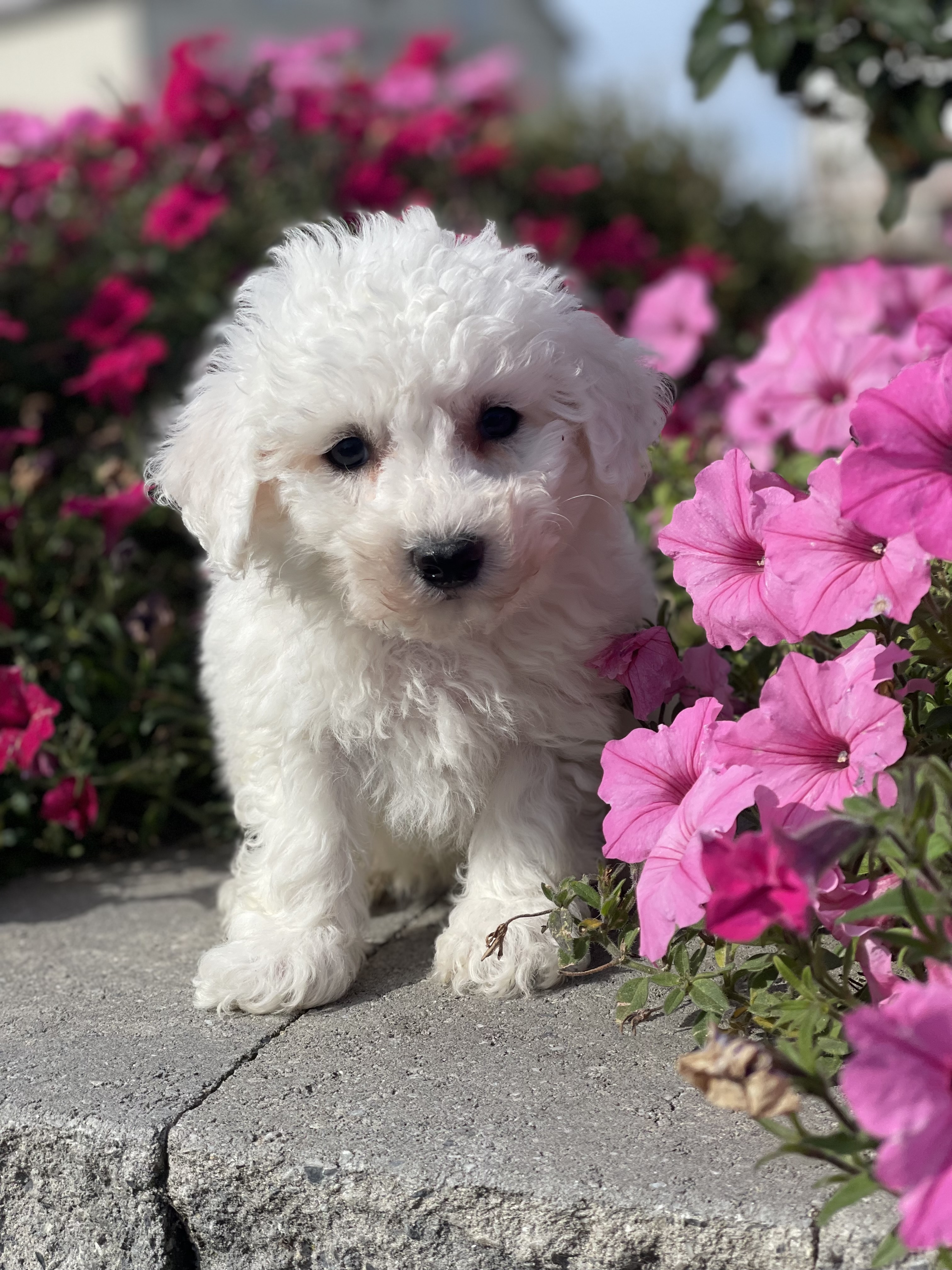 puppy, for, sale, Bichon Frise, Curtis  Martin, dog, breeder, Seneca Falls, NY, dog-breeder, puppy-for-sale, forsale, nearby, find, puppyfind, locator, puppylocator, aca