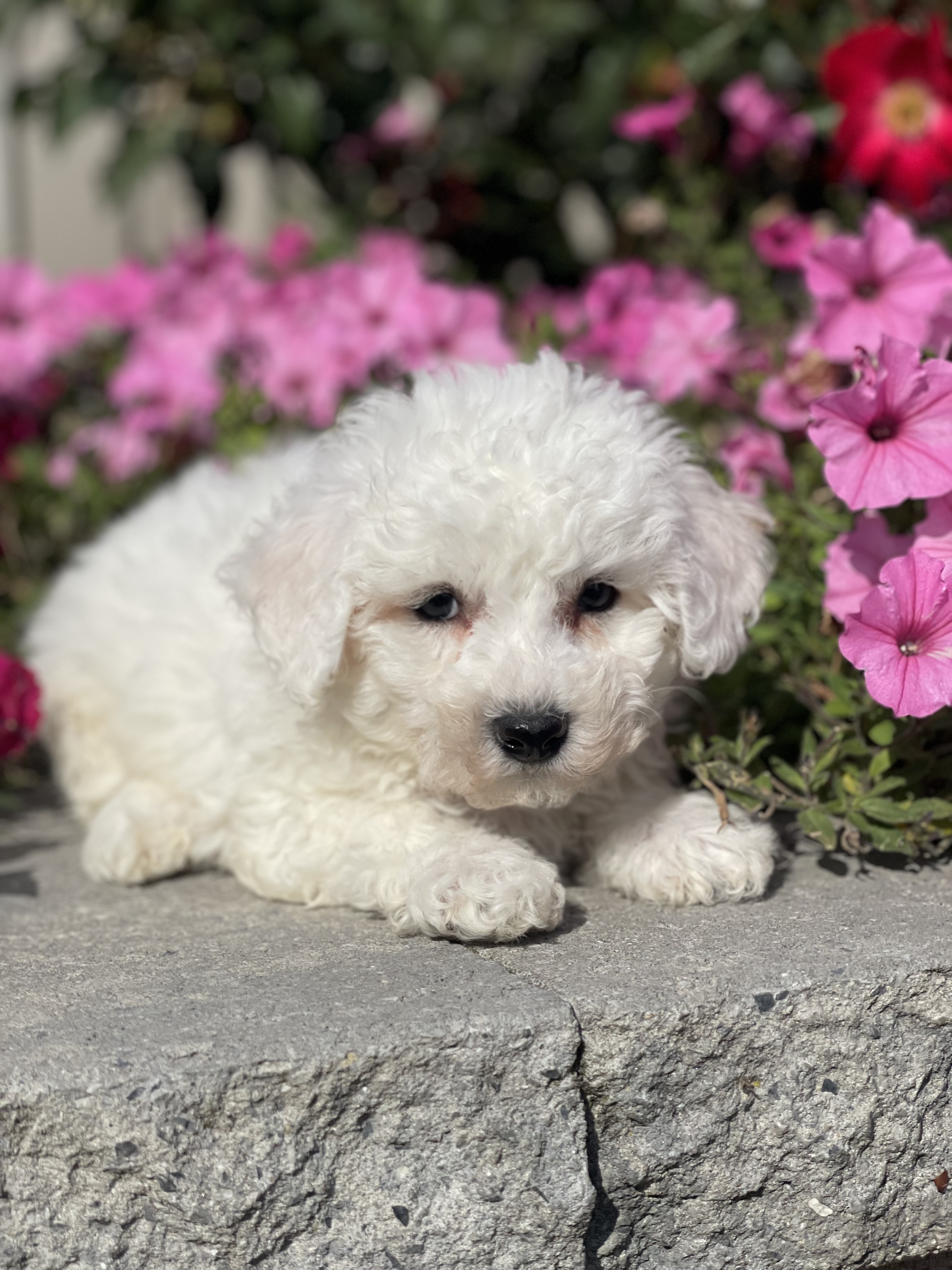 puppy, for, sale, Bichon Frise, Curtis  Martin, dog, breeder, Seneca Falls, NY, dog-breeder, puppy-for-sale, forsale, nearby, find, puppyfind, locator, puppylocator, aca