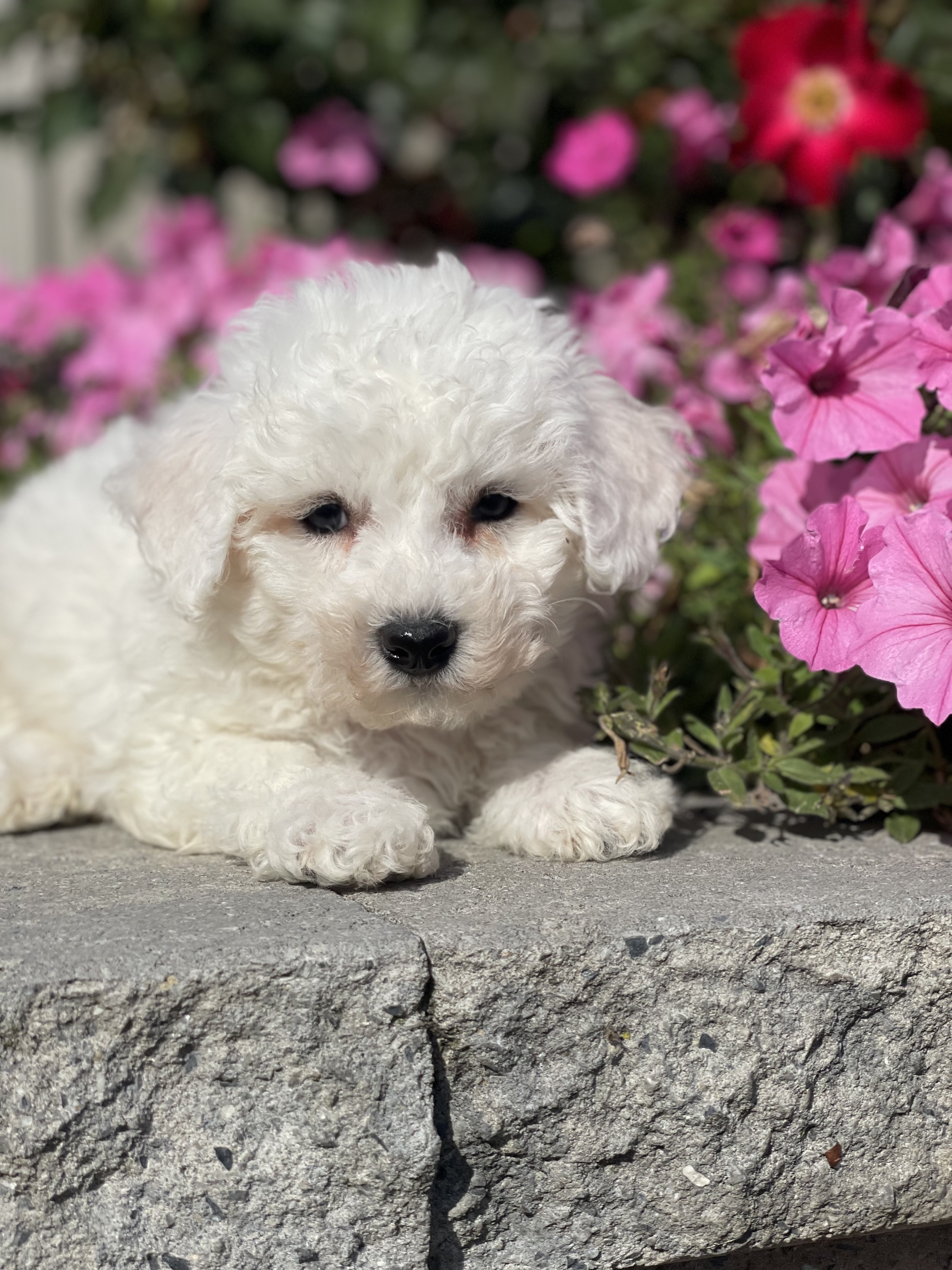 puppy, for, sale, Bichon Frise, Curtis  Martin, dog, breeder, Seneca Falls, NY, dog-breeder, puppy-for-sale, forsale, nearby, find, puppyfind, locator, puppylocator, aca