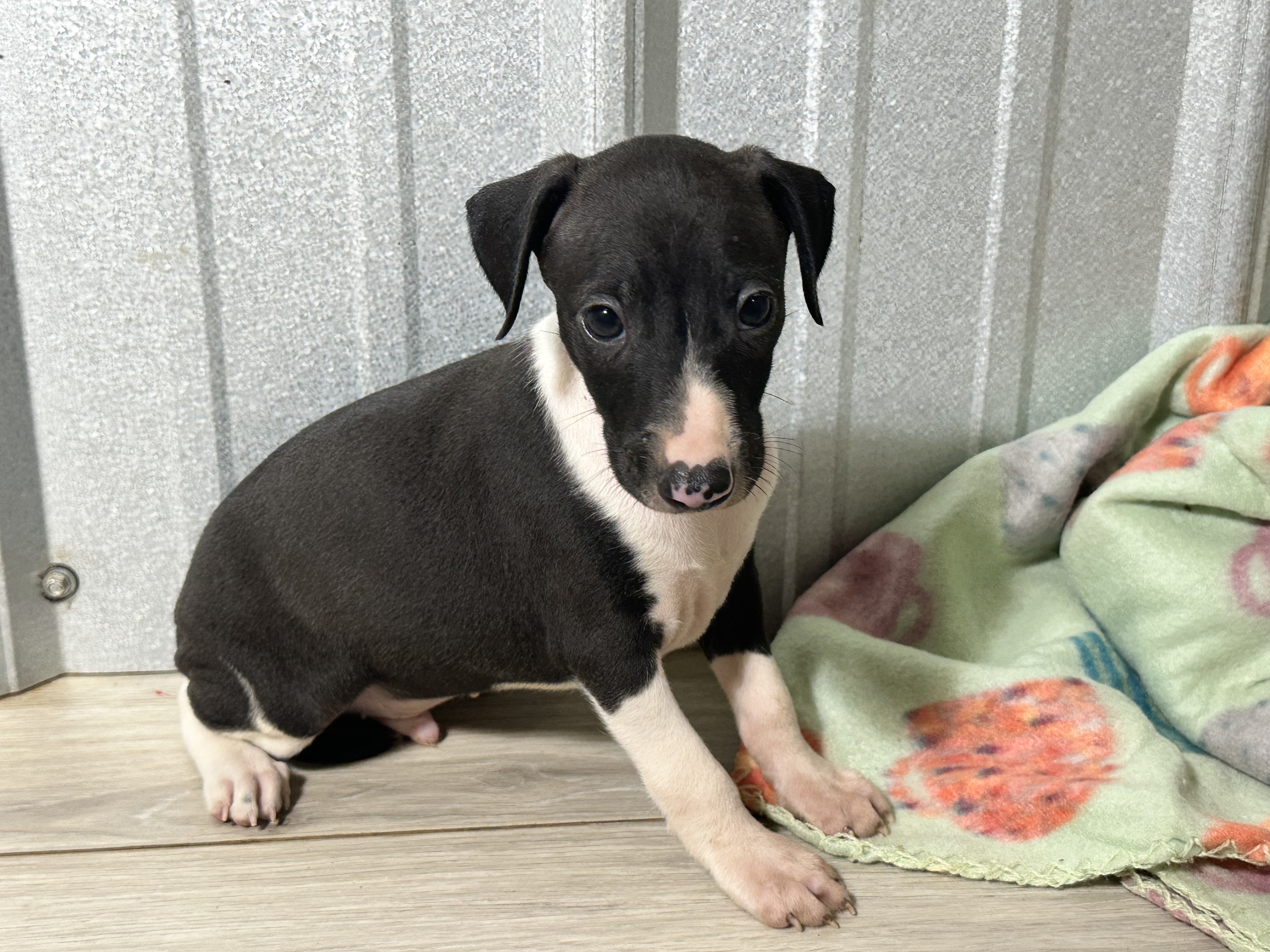 puppy, for, sale, Italian Greyhound, Kimberly  Dildine, dog, breeder, Willow Springs, MO, dog-breeder, puppy-for-sale, forsale, nearby, find, puppyfind, locator, puppylocator, aca