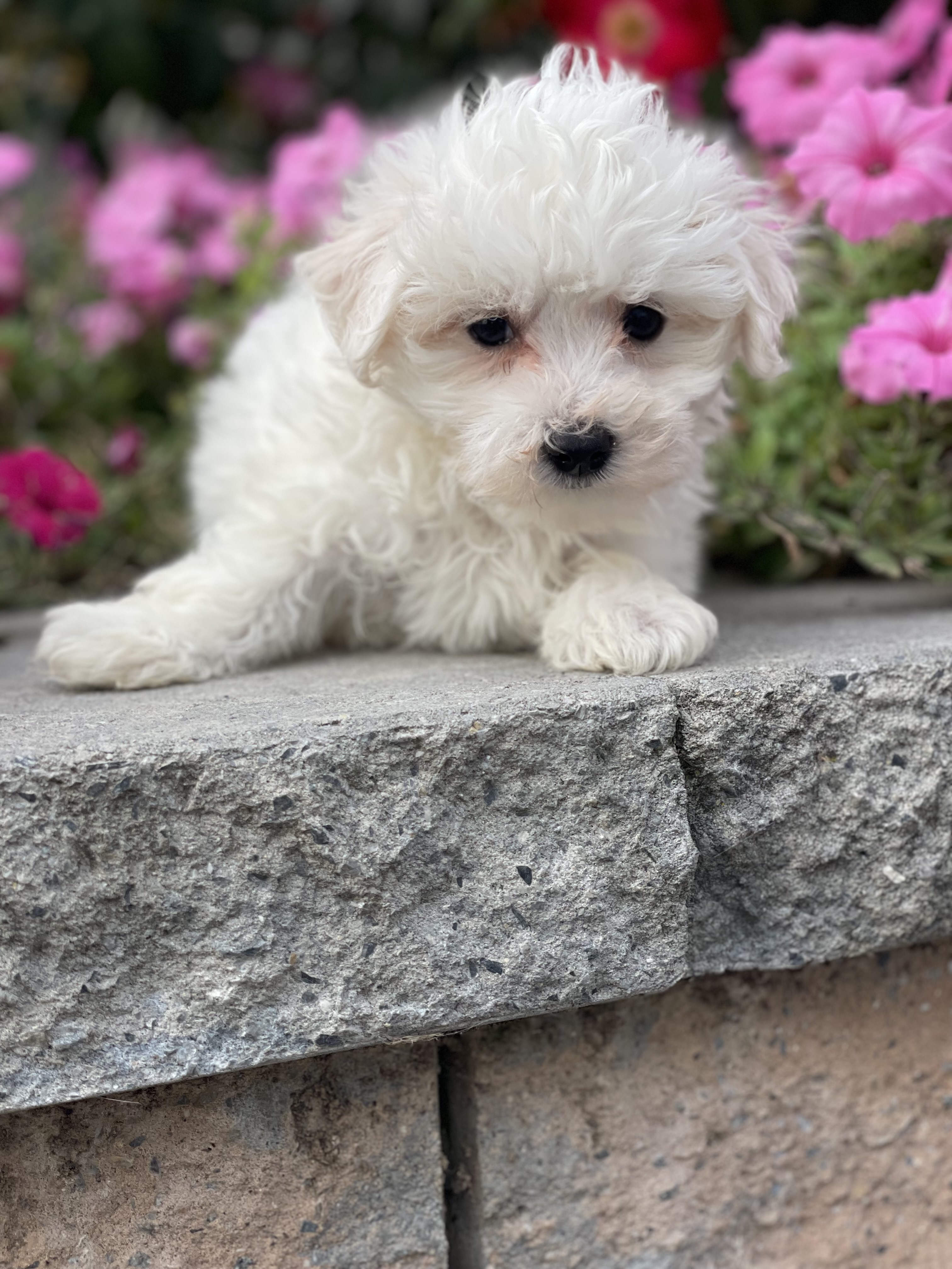 puppy, for, sale, Bichon Frise, Curtis  Martin, dog, breeder, Seneca Falls, NY, dog-breeder, puppy-for-sale, forsale, nearby, find, puppyfind, locator, puppylocator, aca