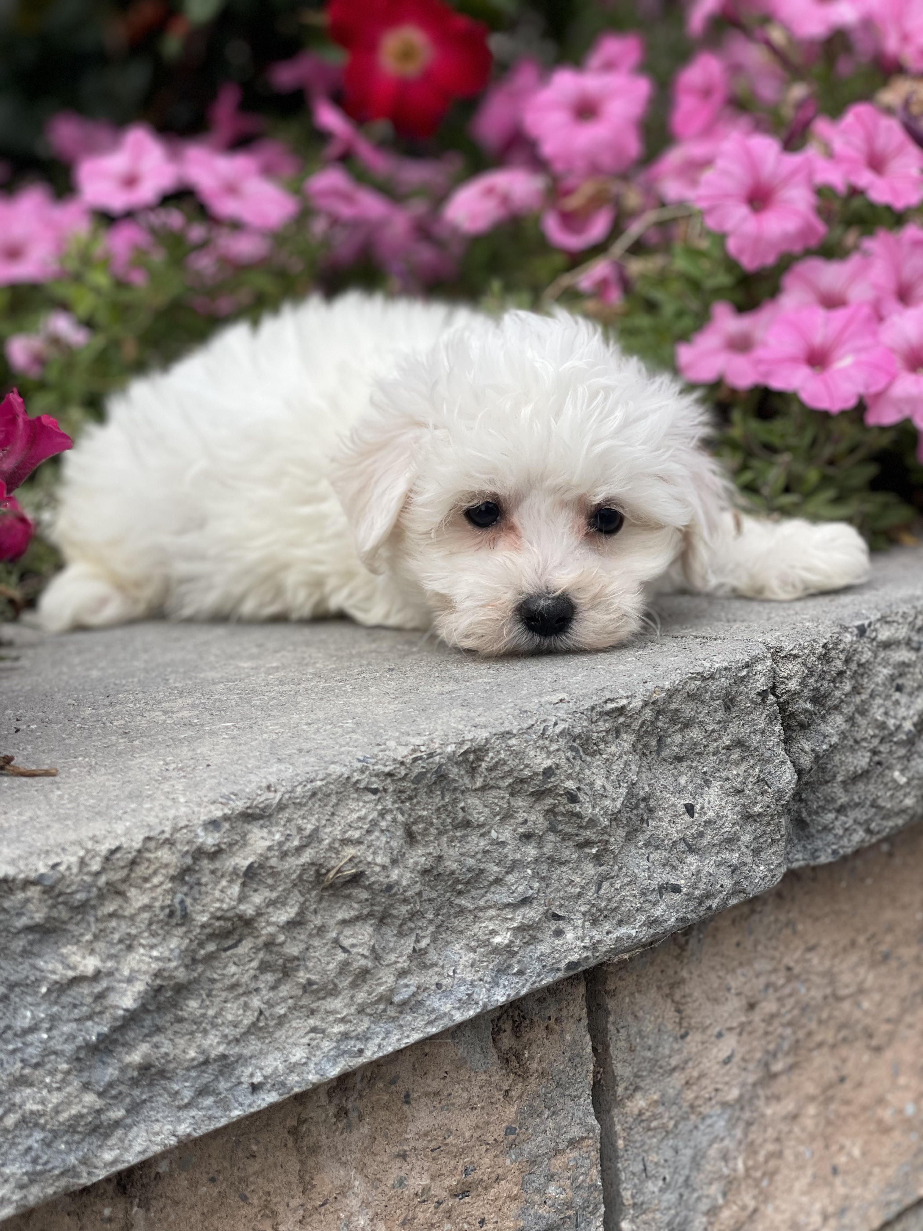 puppy, for, sale, Bichon Frise, Curtis  Martin, dog, breeder, Seneca Falls, NY, dog-breeder, puppy-for-sale, forsale, nearby, find, puppyfind, locator, puppylocator, aca