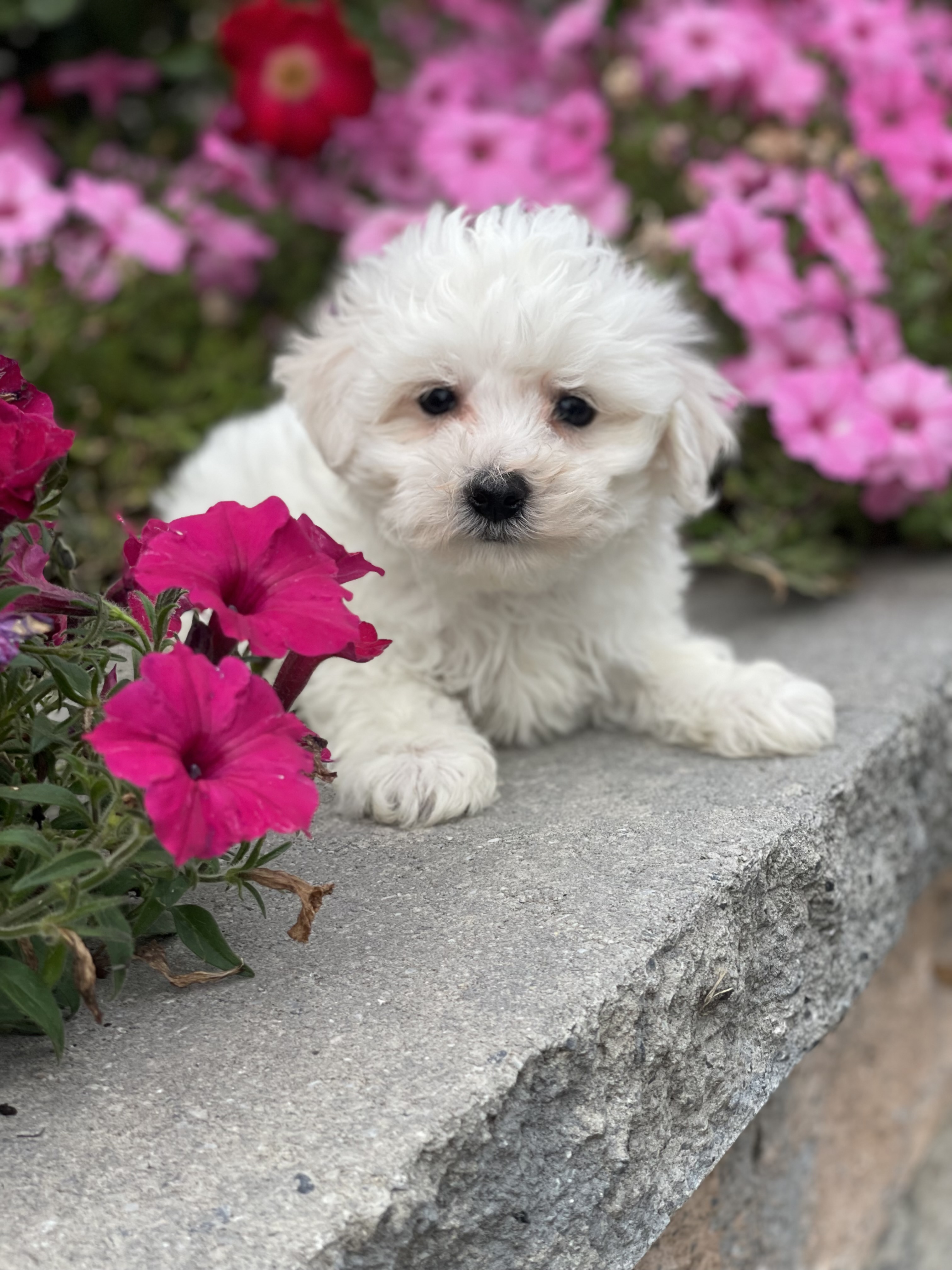 puppy, for, sale, Bichon Frise, Curtis  Martin, dog, breeder, Seneca Falls, NY, dog-breeder, puppy-for-sale, forsale, nearby, find, puppyfind, locator, puppylocator, aca