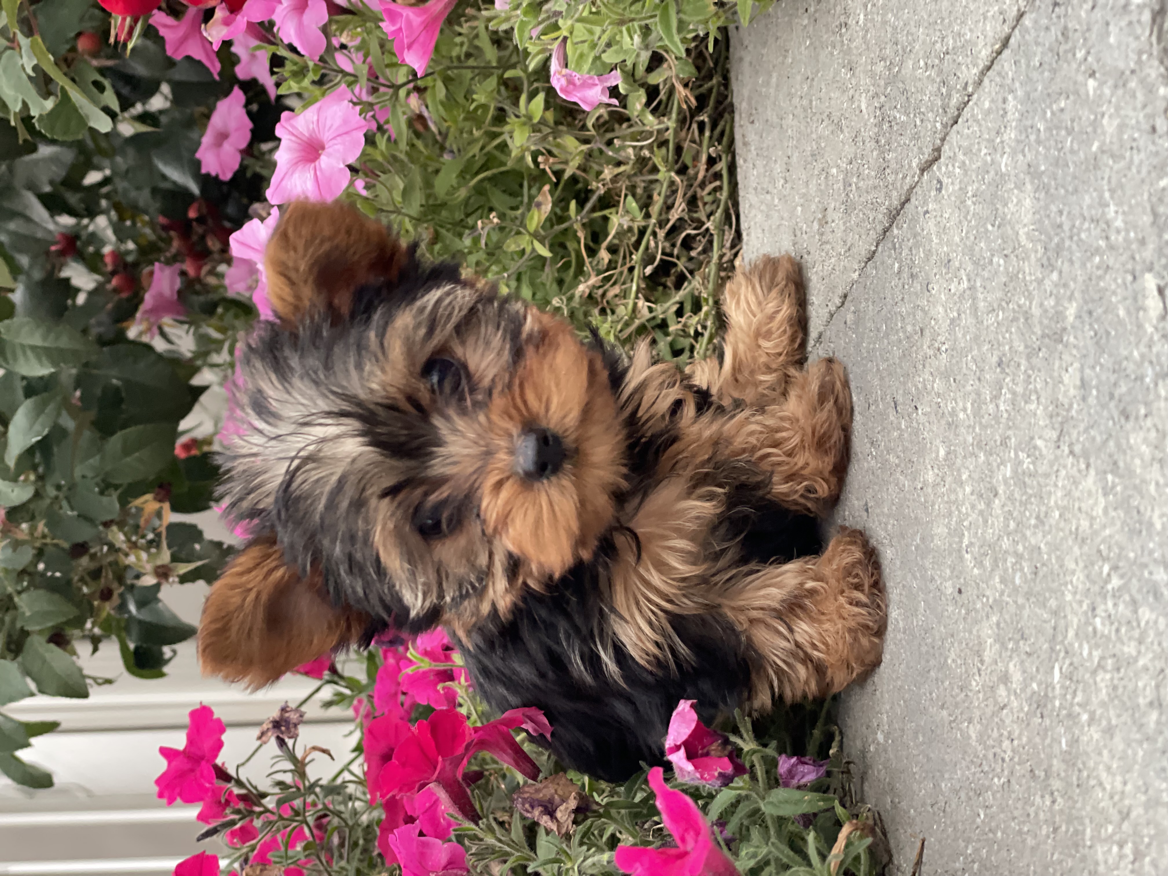 puppy, for, sale, Yorkshire Terrier, Curtis  Martin, dog, breeder, Seneca Falls, NY, dog-breeder, puppy-for-sale, forsale, nearby, find, puppyfind, locator, puppylocator, aca