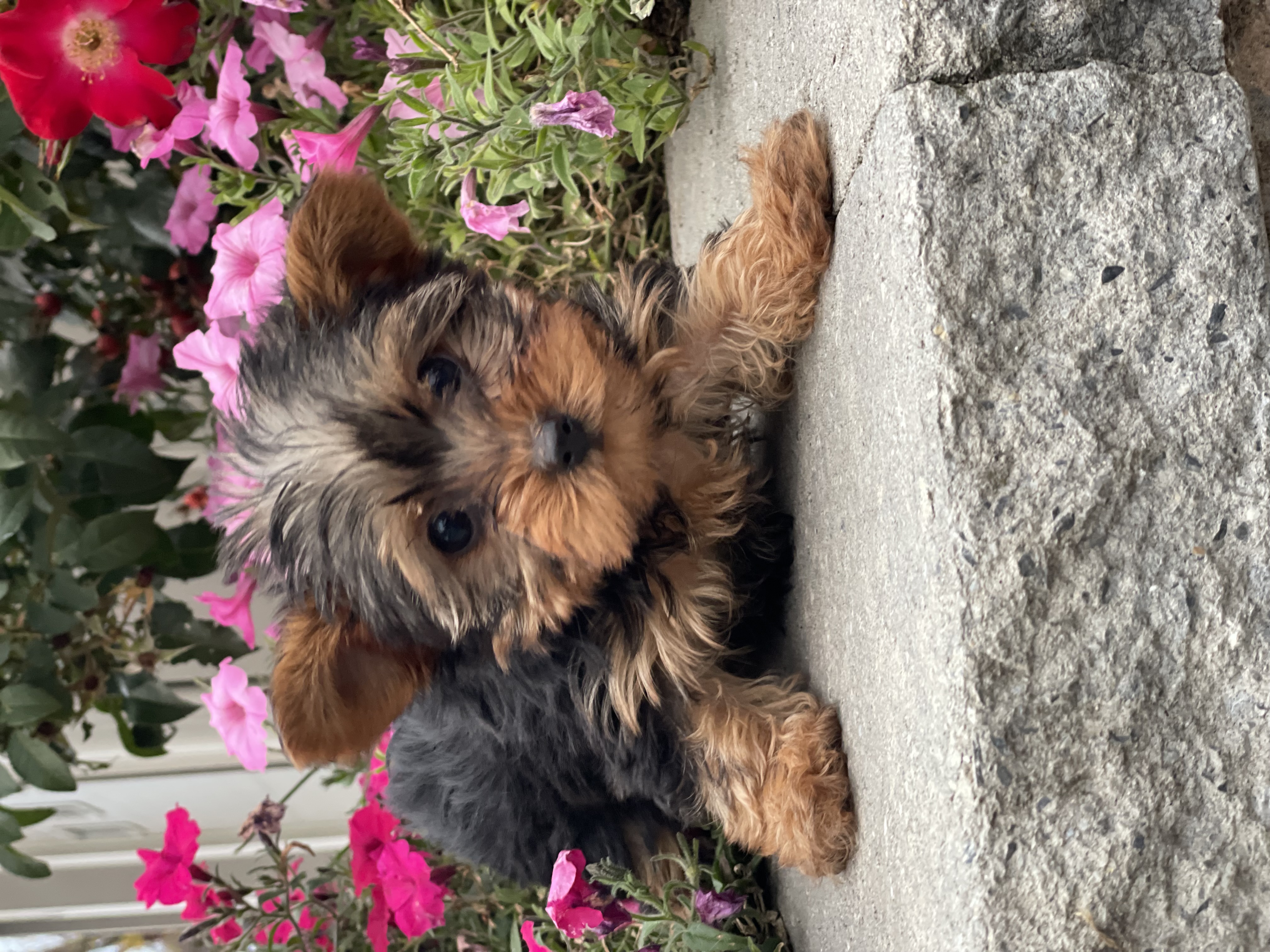 puppy, for, sale, Yorkshire Terrier, Curtis  Martin, dog, breeder, Seneca Falls, NY, dog-breeder, puppy-for-sale, forsale, nearby, find, puppyfind, locator, puppylocator, aca