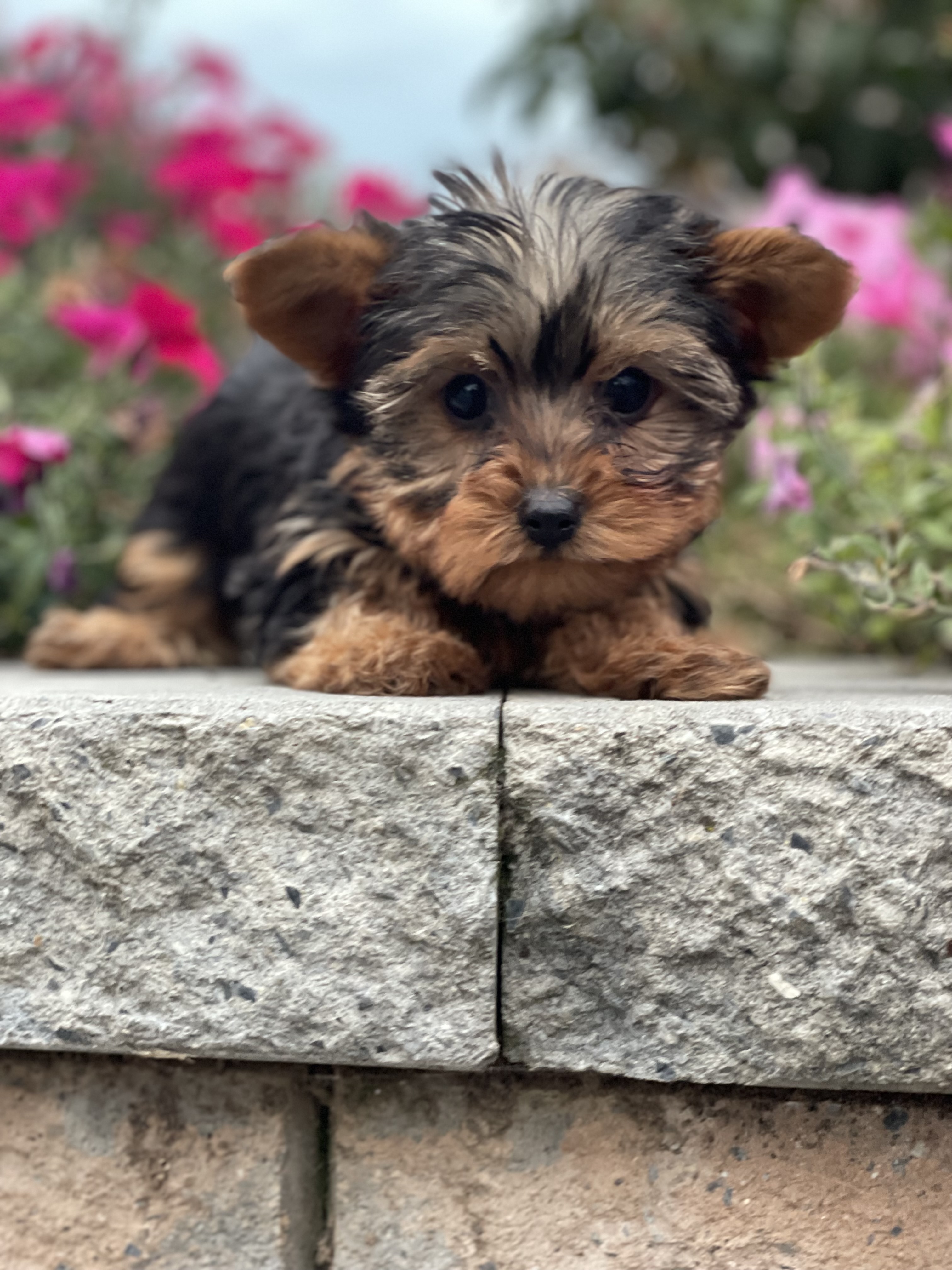 puppy, for, sale, Yorkshire Terrier, Curtis  Martin, dog, breeder, Seneca Falls, NY, dog-breeder, puppy-for-sale, forsale, nearby, find, puppyfind, locator, puppylocator, aca