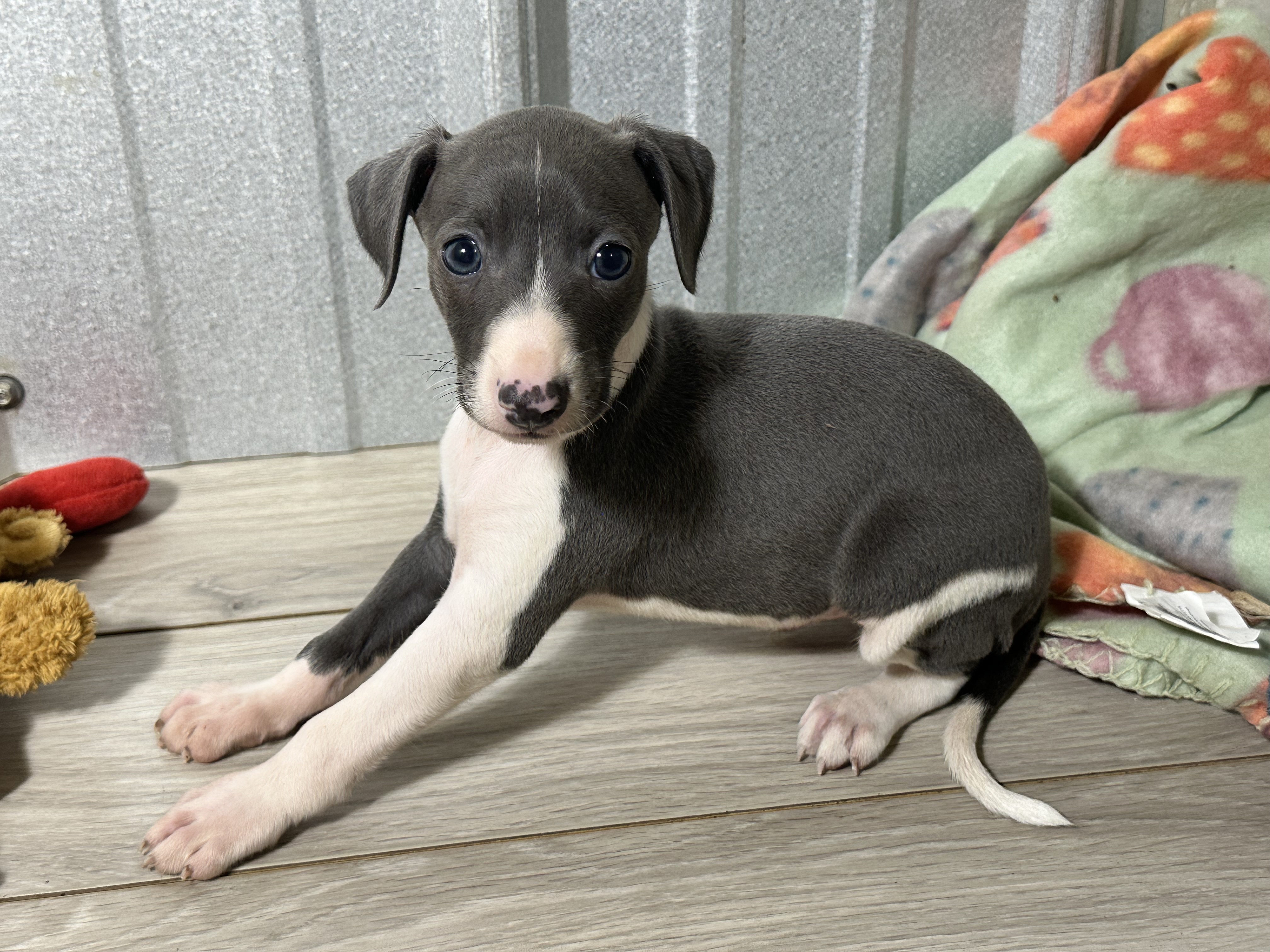 puppy, for, sale, Italian Greyhound, Kimberly  Dildine, dog, breeder, Willow Springs, MO, dog-breeder, puppy-for-sale, forsale, nearby, find, puppyfind, locator, puppylocator, aca