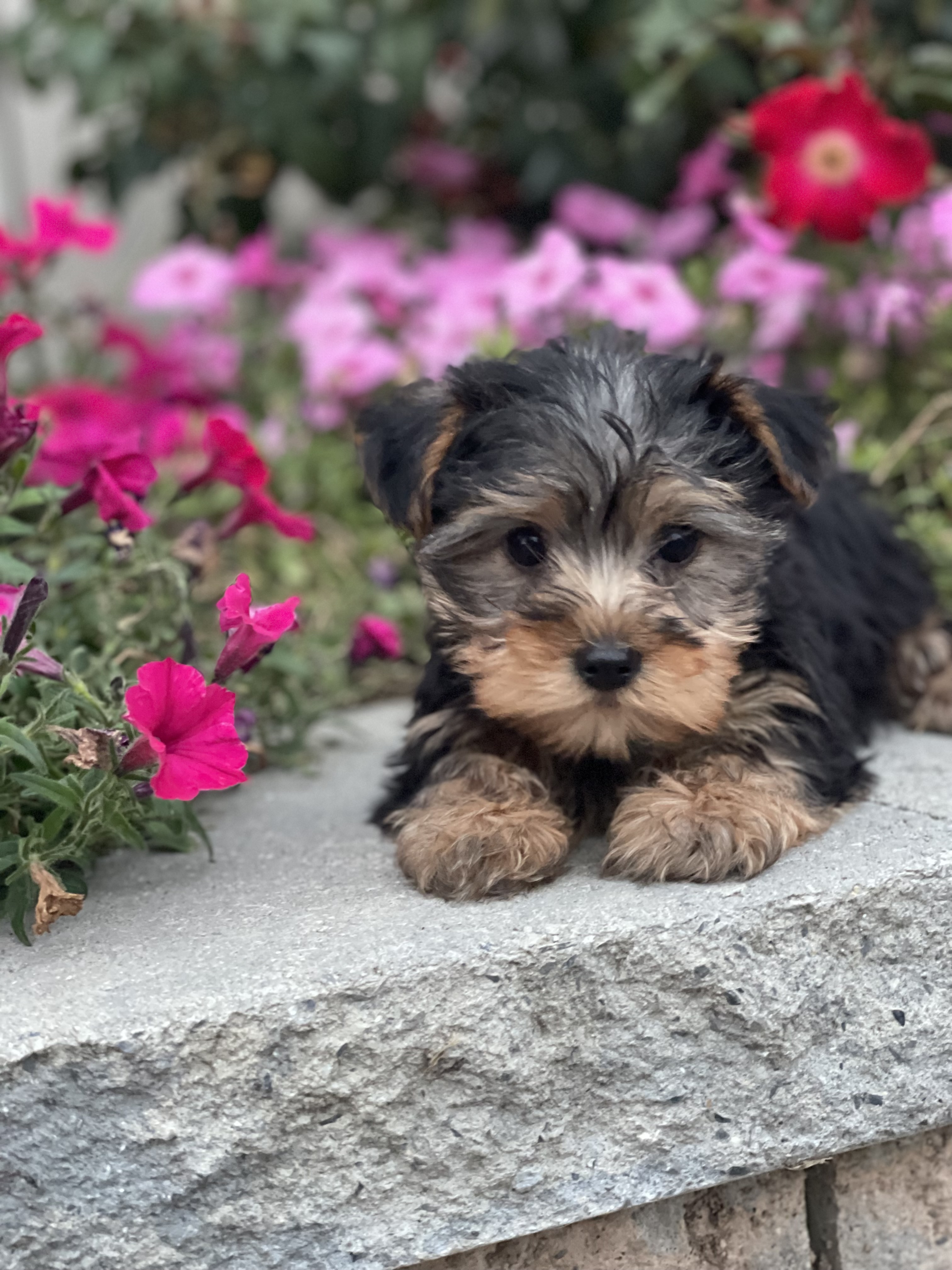 puppy, for, sale, Yorkshire Terrier, Curtis  Martin, dog, breeder, Seneca Falls, NY, dog-breeder, puppy-for-sale, forsale, nearby, find, puppyfind, locator, puppylocator, aca