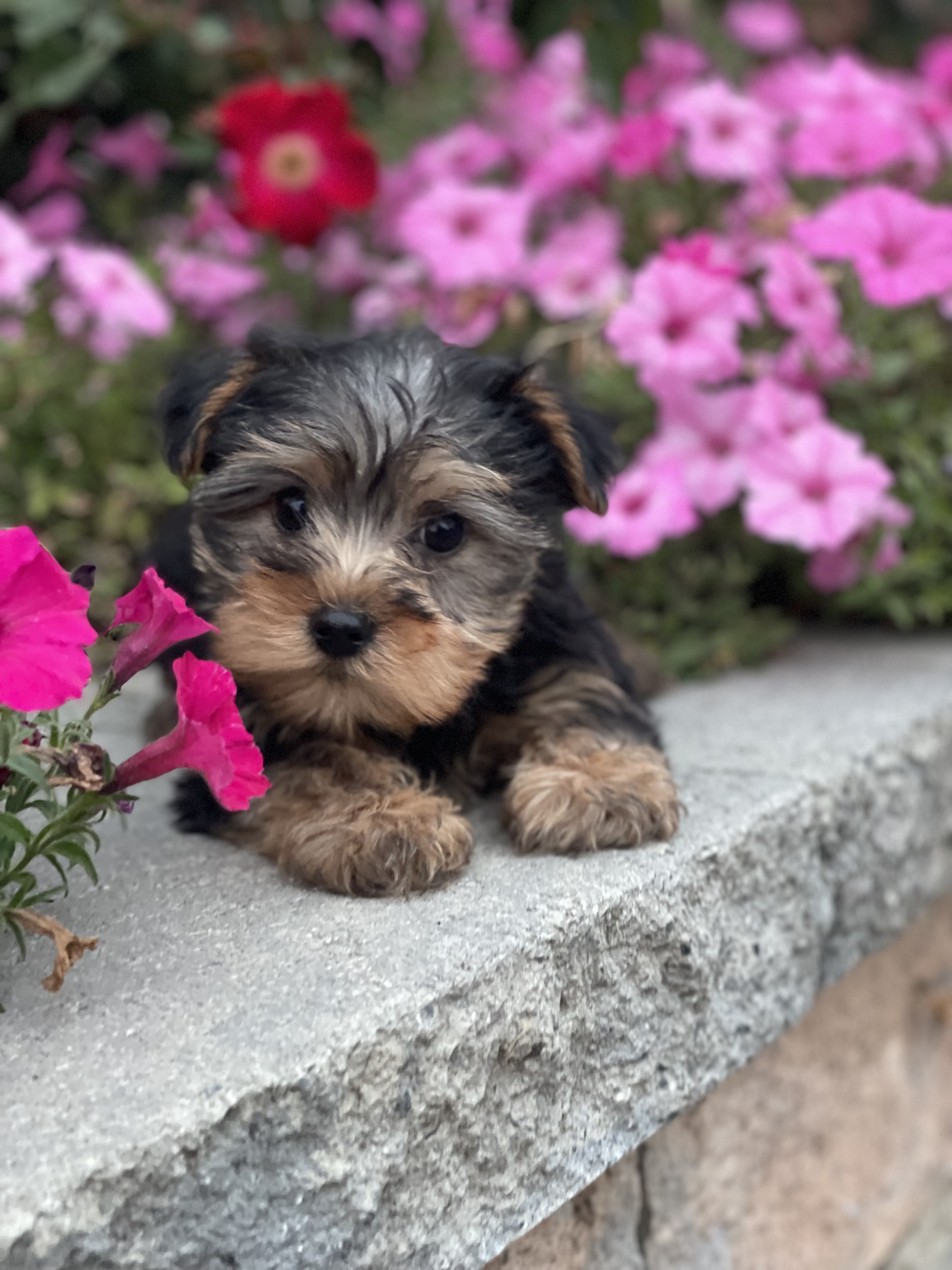 puppy, for, sale, Yorkshire Terrier, Curtis  Martin, dog, breeder, Seneca Falls, NY, dog-breeder, puppy-for-sale, forsale, nearby, find, puppyfind, locator, puppylocator, aca