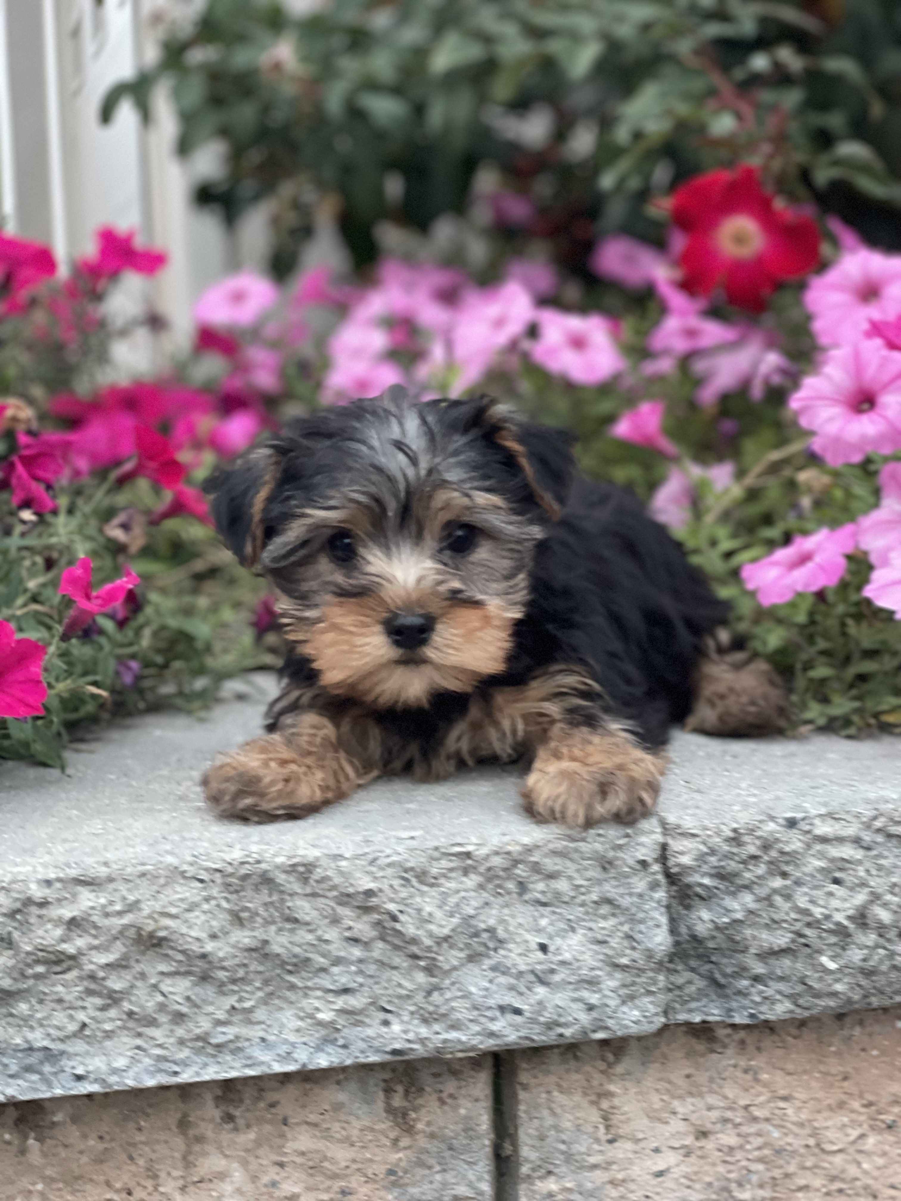 puppy, for, sale, Yorkshire Terrier, Curtis  Martin, dog, breeder, Seneca Falls, NY, dog-breeder, puppy-for-sale, forsale, nearby, find, puppyfind, locator, puppylocator, aca