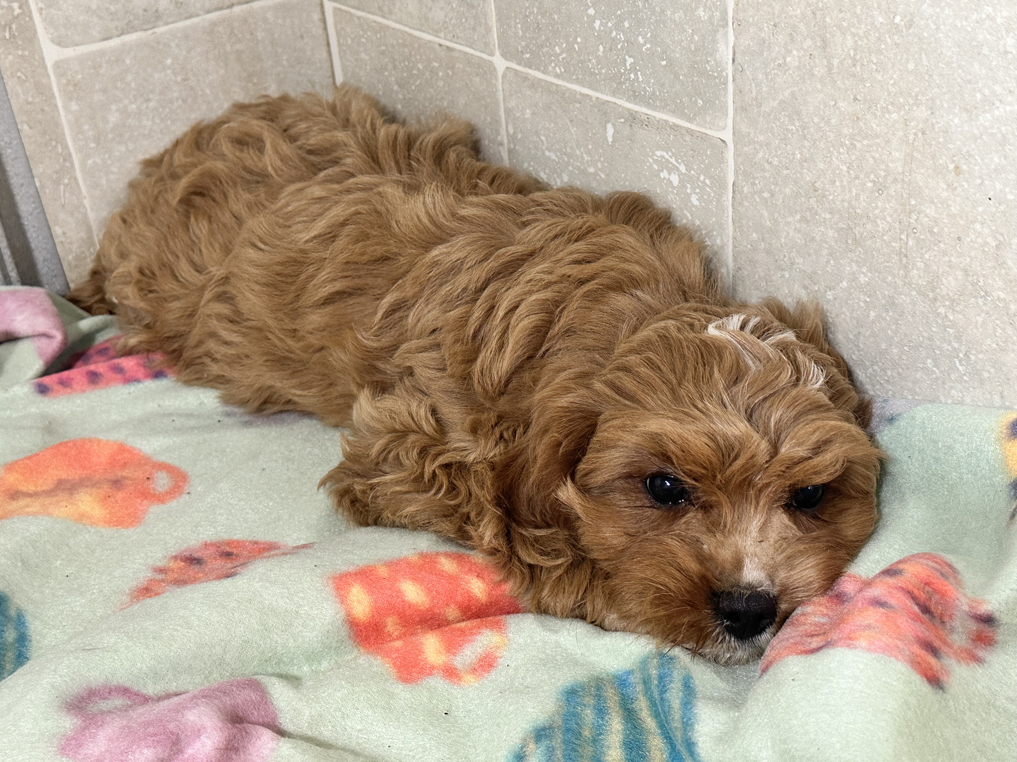 puppy, for, sale, Poodle/Cavalier King, Kimberly  Dildine, dog, breeder, Willow Springs, MO, dog-breeder, puppy-for-sale, forsale, nearby, find, puppyfind, locator, puppylocator, aca