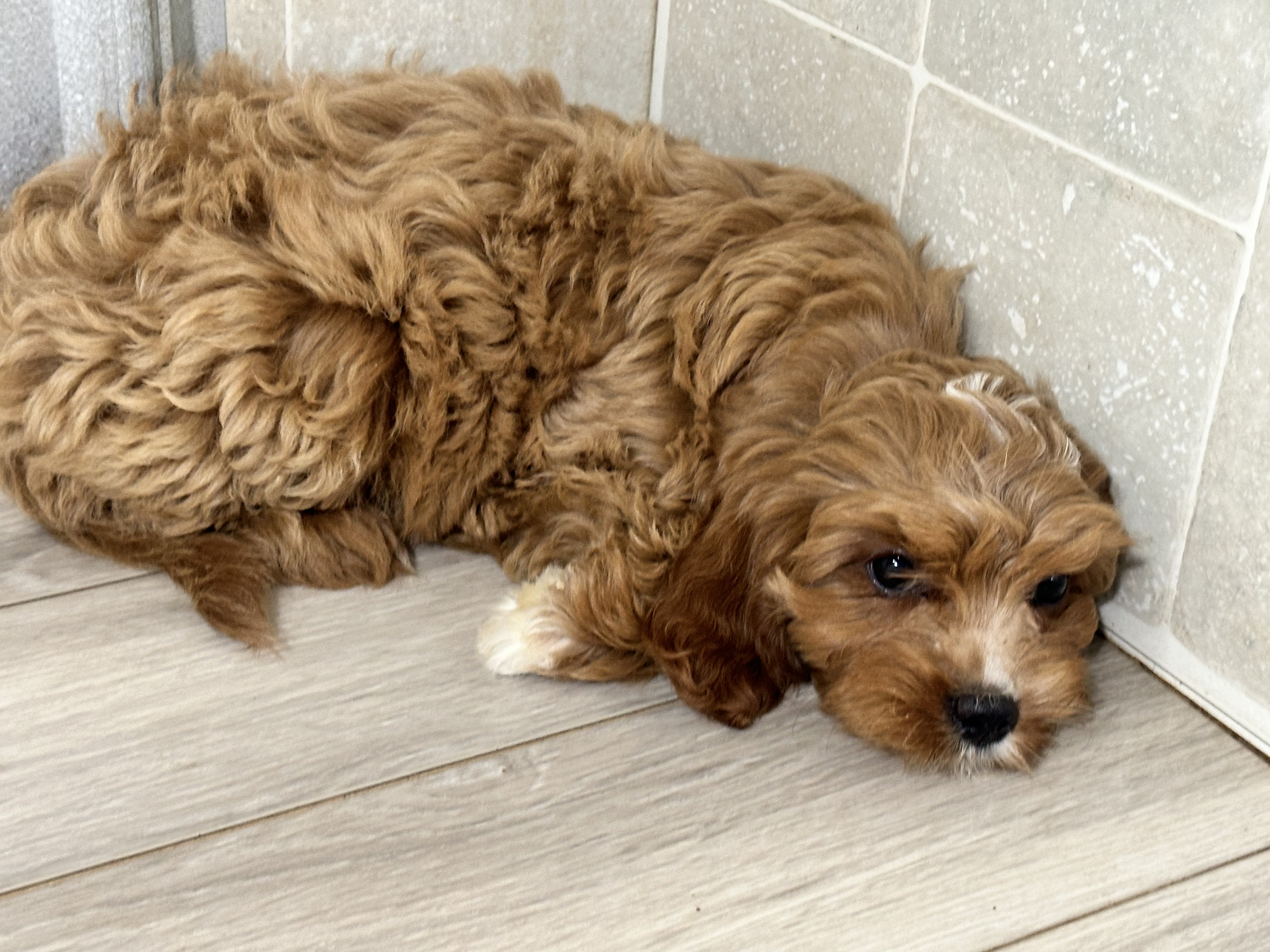 puppy, for, sale, Poodle/Cavalier King, Kimberly  Dildine, dog, breeder, Willow Springs, MO, dog-breeder, puppy-for-sale, forsale, nearby, find, puppyfind, locator, puppylocator, aca